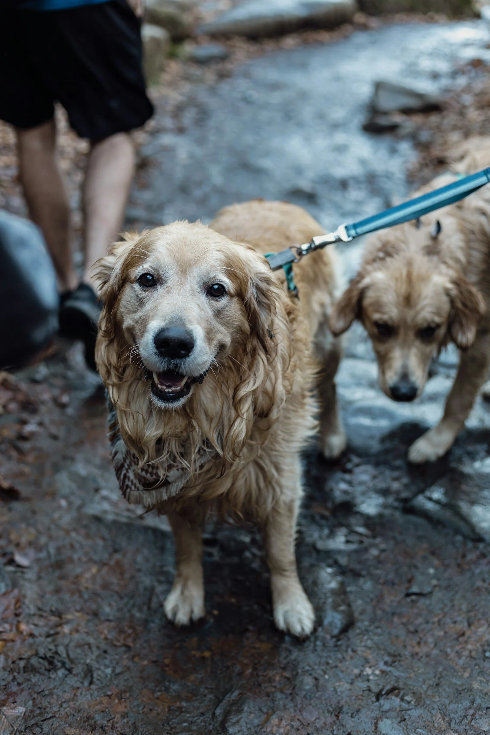 New Blood Test for Dog Disease? Study Finds Potential Biomarkers for Canine Hepatozoonosis