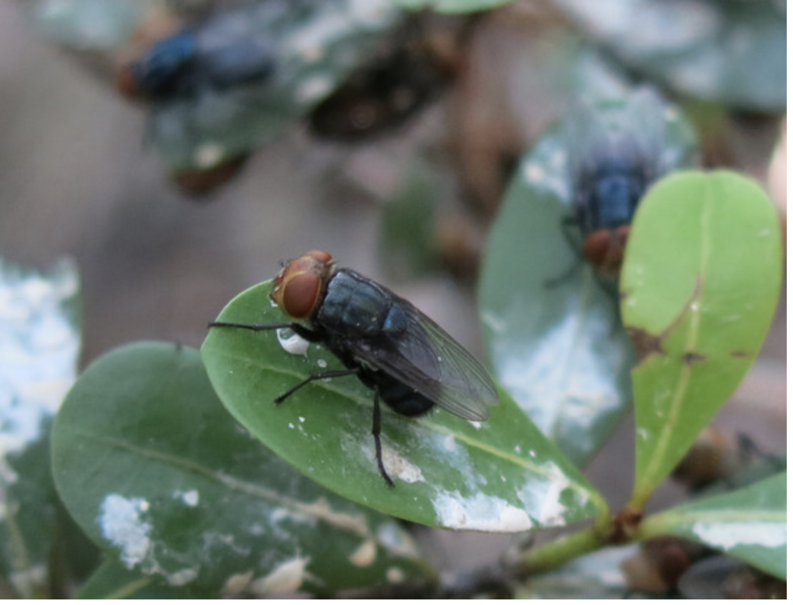 FDA Approves Exzolt Cattle-CA1 for Prevention and Treatment of New World Screwworm