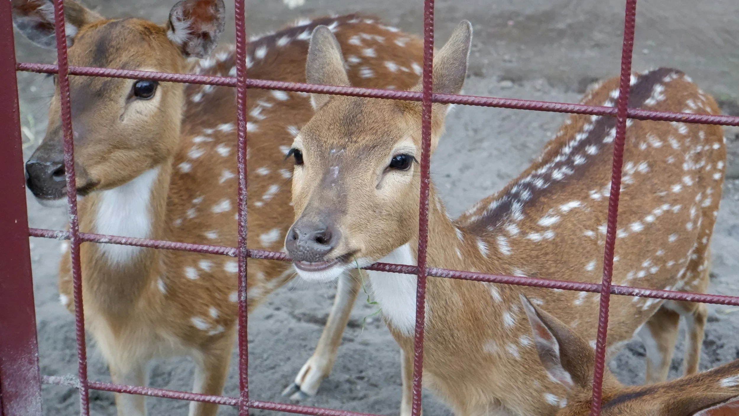 “Better Off Dead?” Inside the Ethical Storm Surrounding Rescued Wild Animals