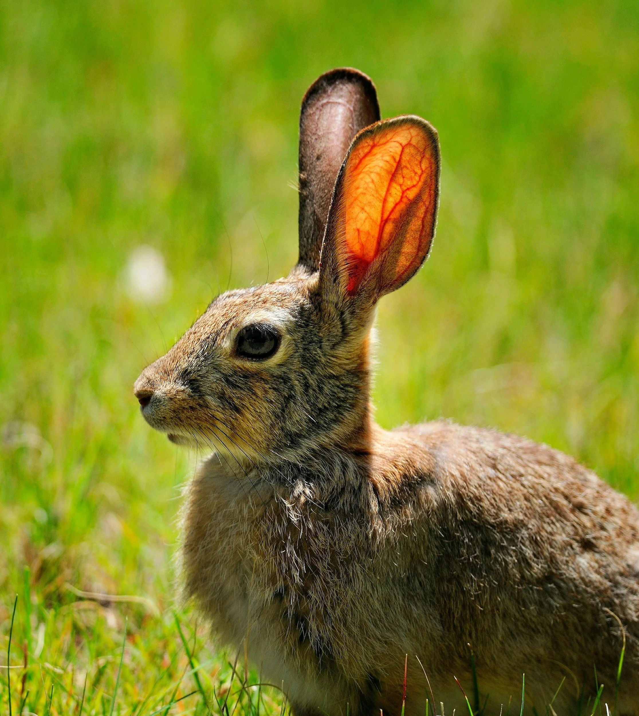 Kidney lesions discovered in Calgary’s urban jackrabbits