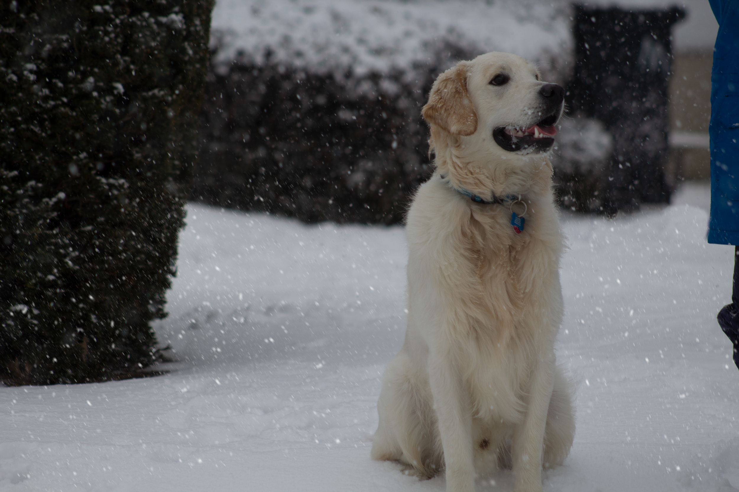 Golden retriever and human behaviors are driven by same genes  