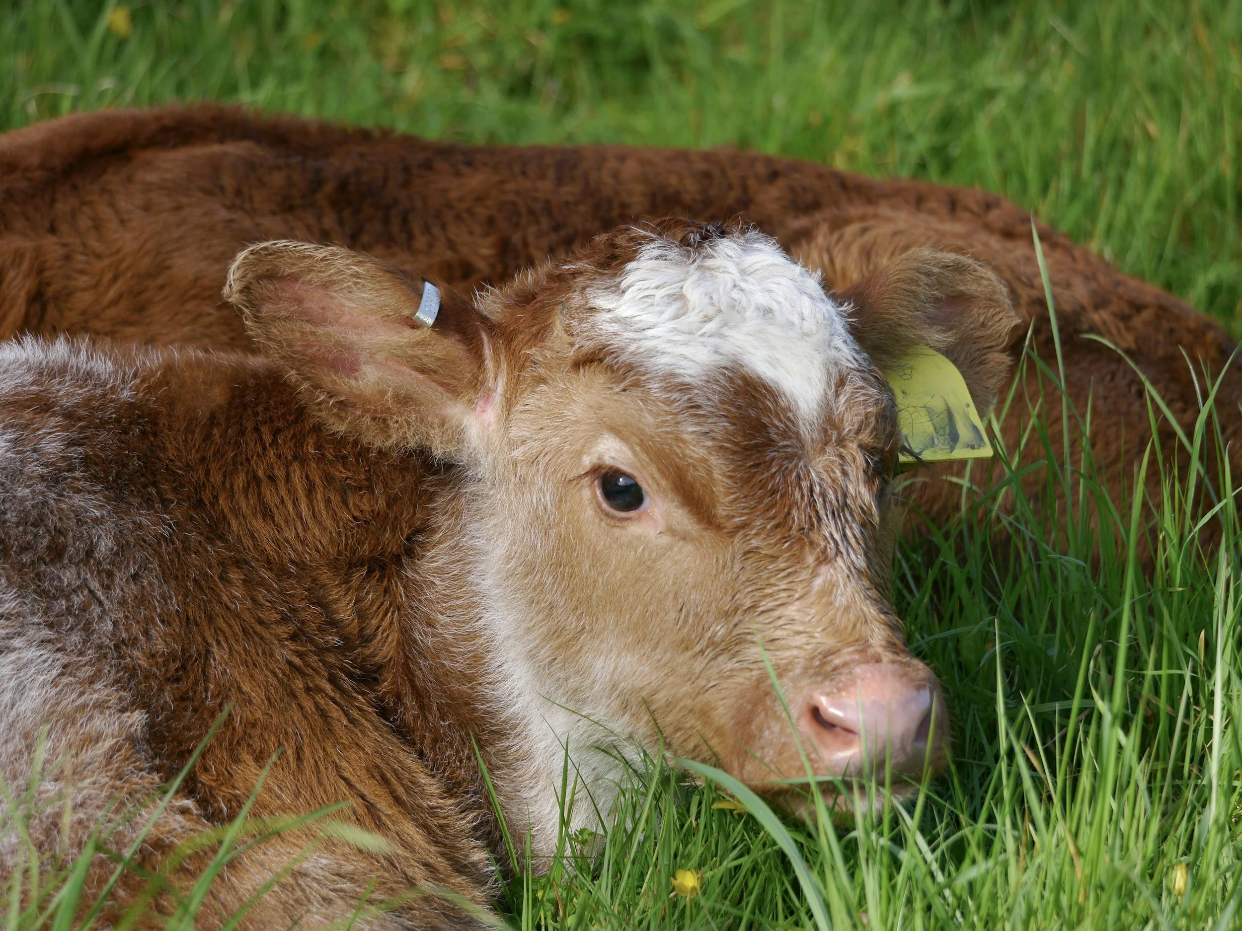 You Won’t Believe How NC State Just Solved One of Livestock Genetics’ Longest Running Headaches