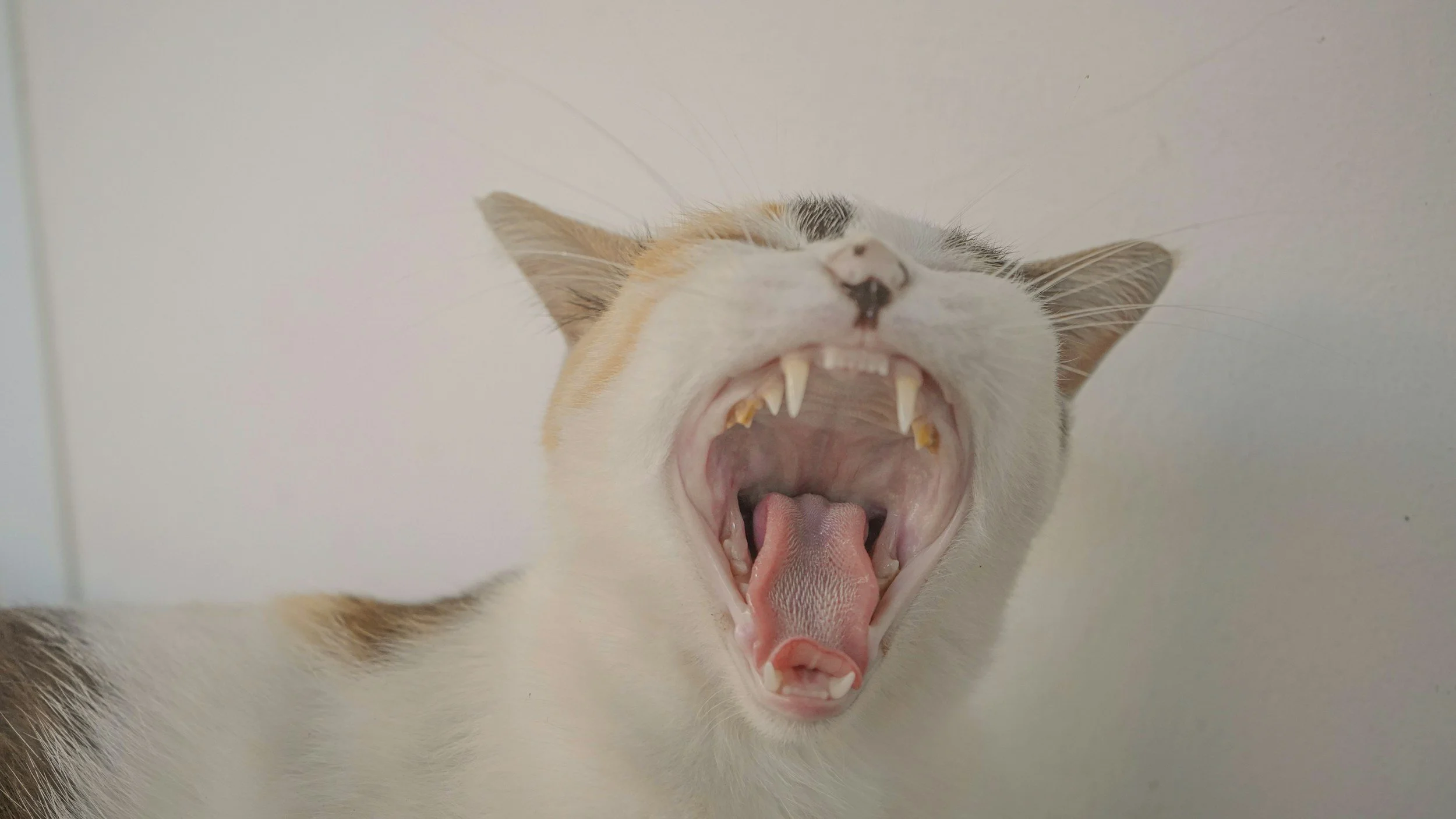 Your Cat’s Mouth Is a Crime Scene: What the 2025 FelineVMA Dental Guidelines Mean for Everyday Practice