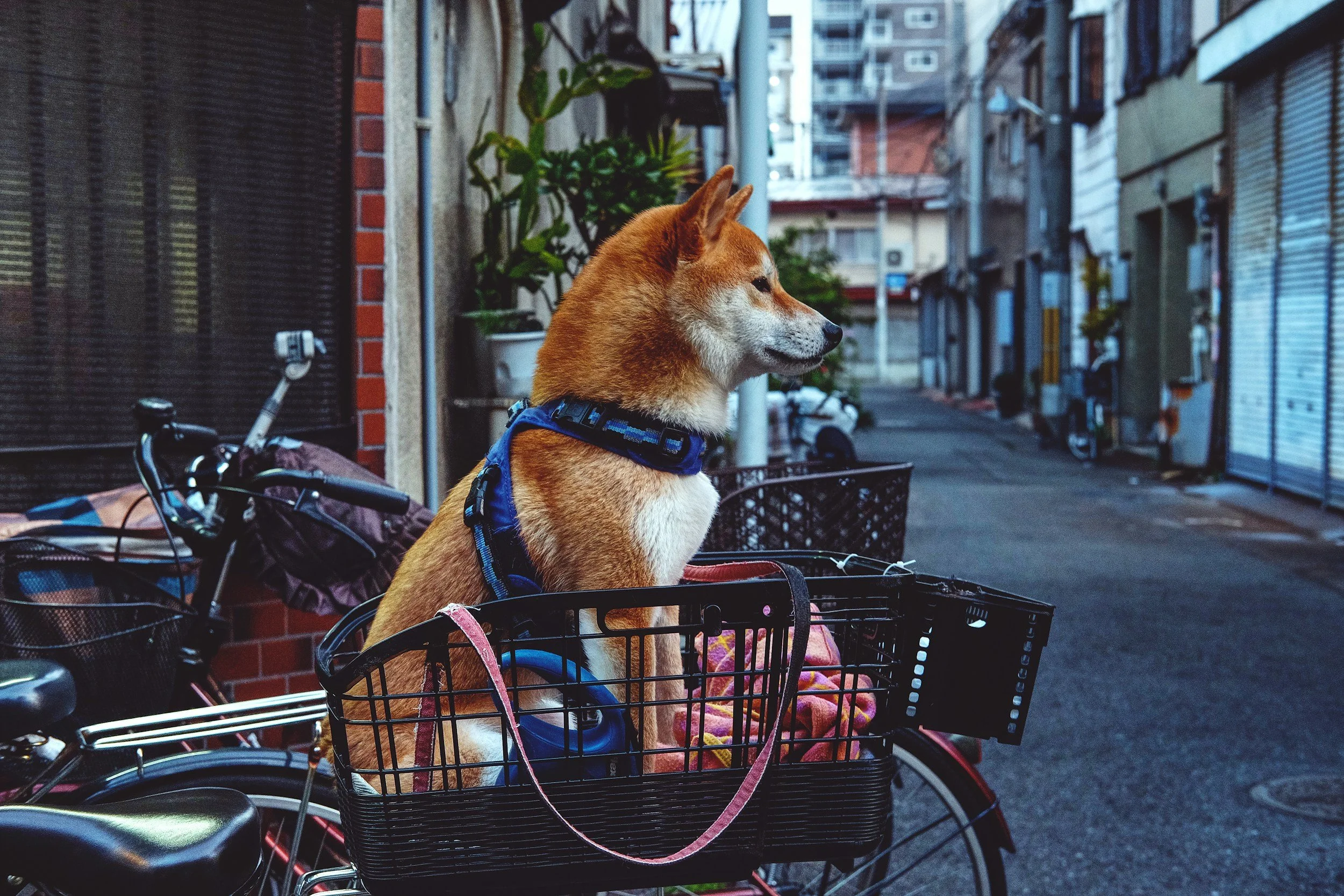 Walking the Dog, Side-Eyeing Your Bank Account: What a Massive Japanese Study Reveals About Pets and Human Well-Being