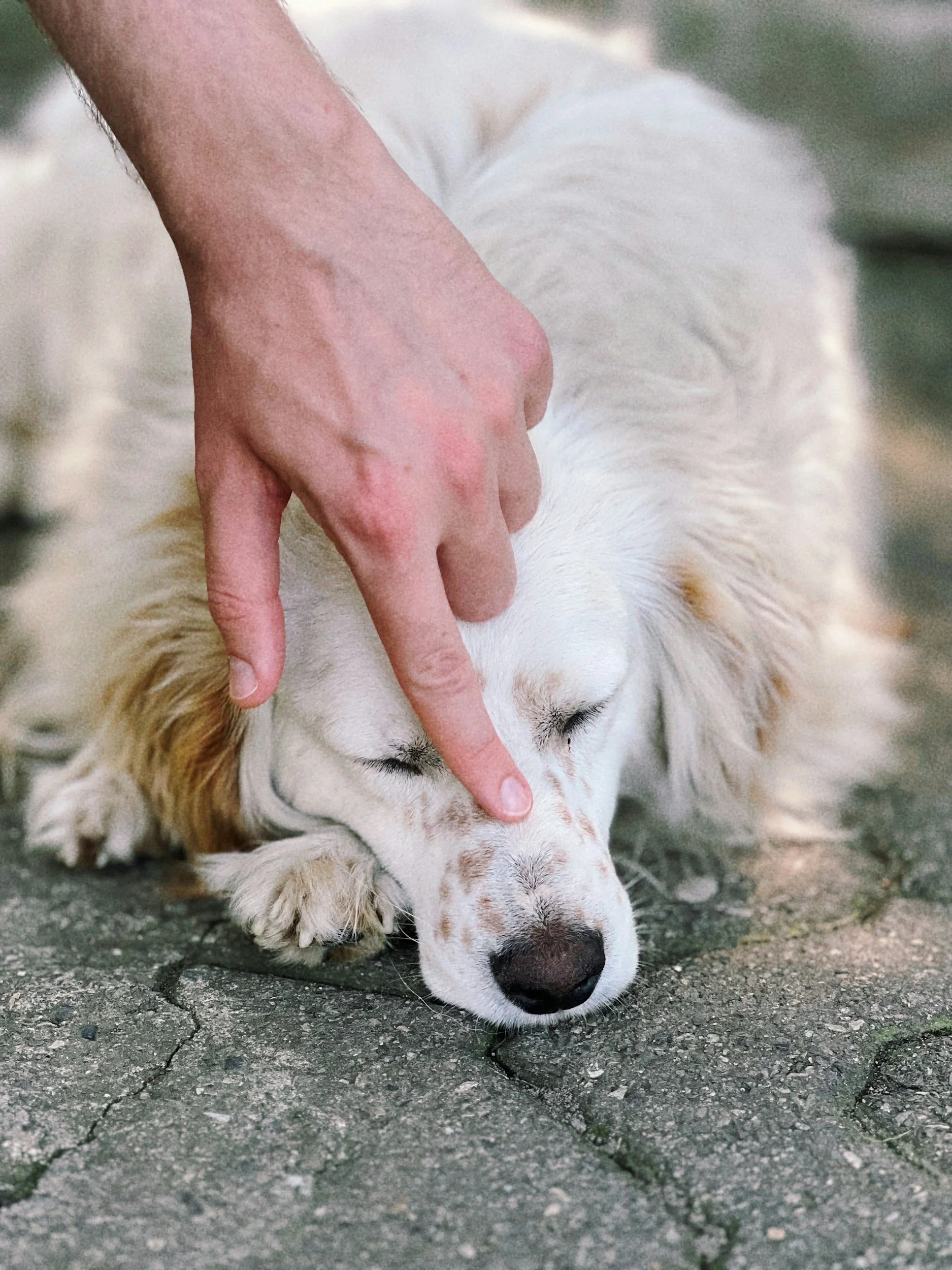 Does Histology Really Predict the Fate of Dogs With Osteosarcoma? The Answer Might Surprise You