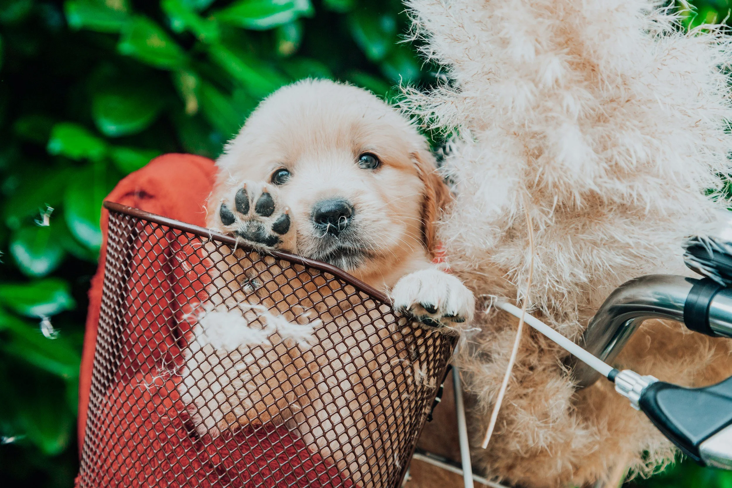 From Click and Collect to Canine Crisis: How the UK Puppy Trade Is Failing Dogs, Vets, and the Planet