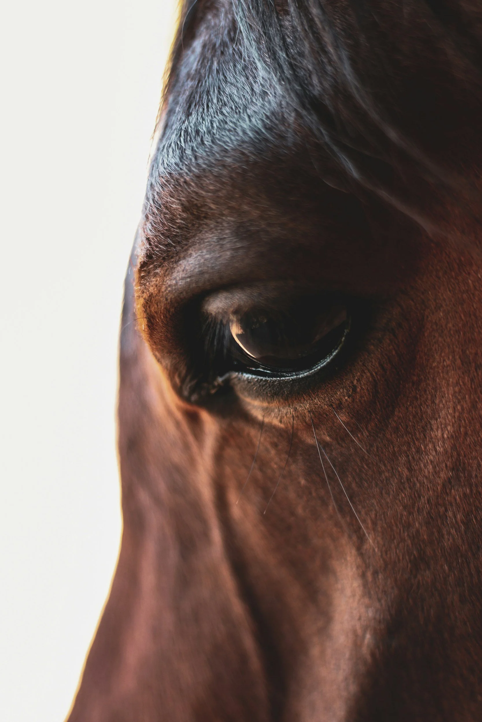 Is This the Missing Virus Behind Mystery Horse Colitis? NC State Researchers May Have Found a Clue