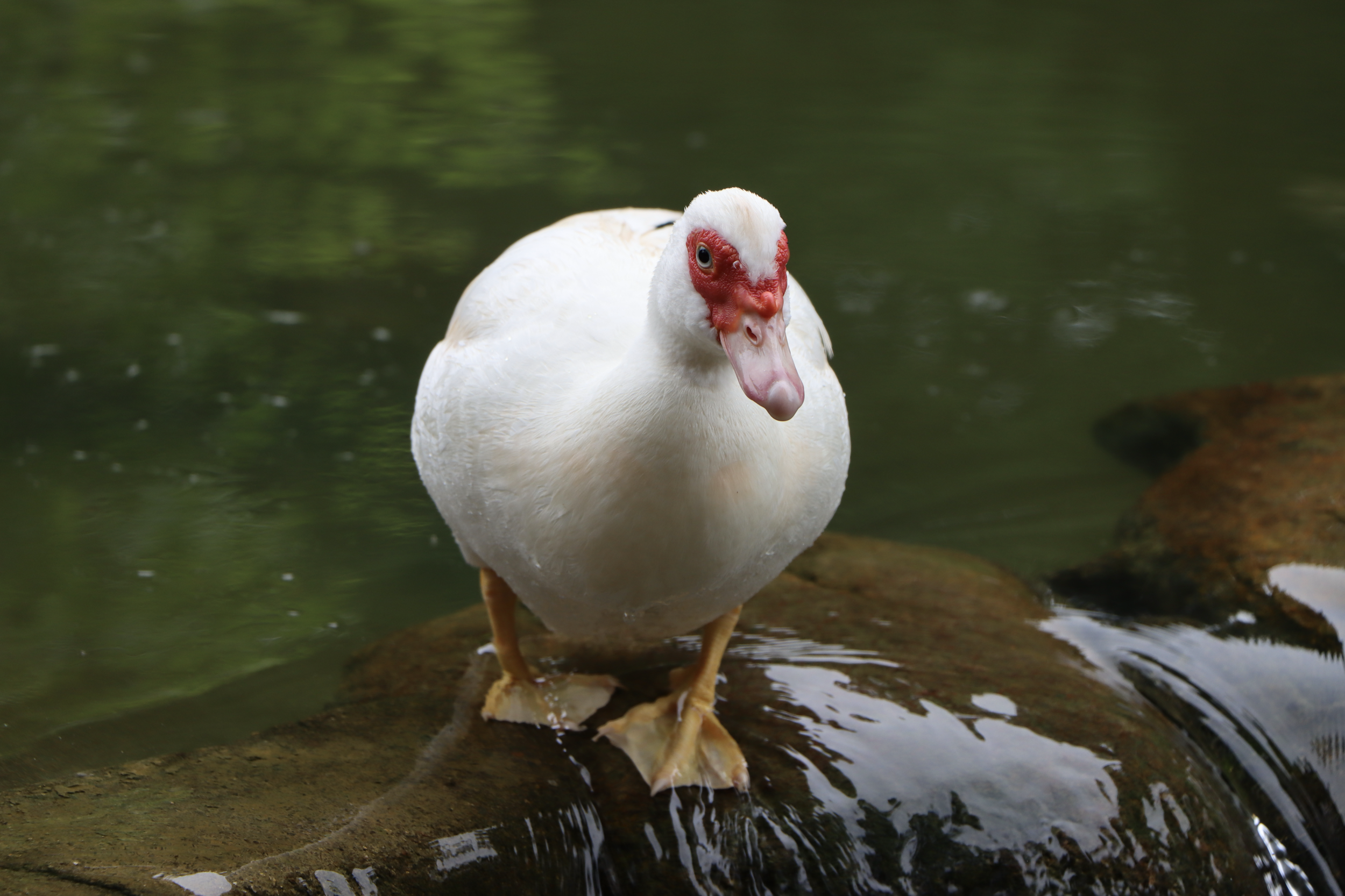 Wildlife Health Alert: Highly Pathogenic Avian Influenza Spreads Across Texas