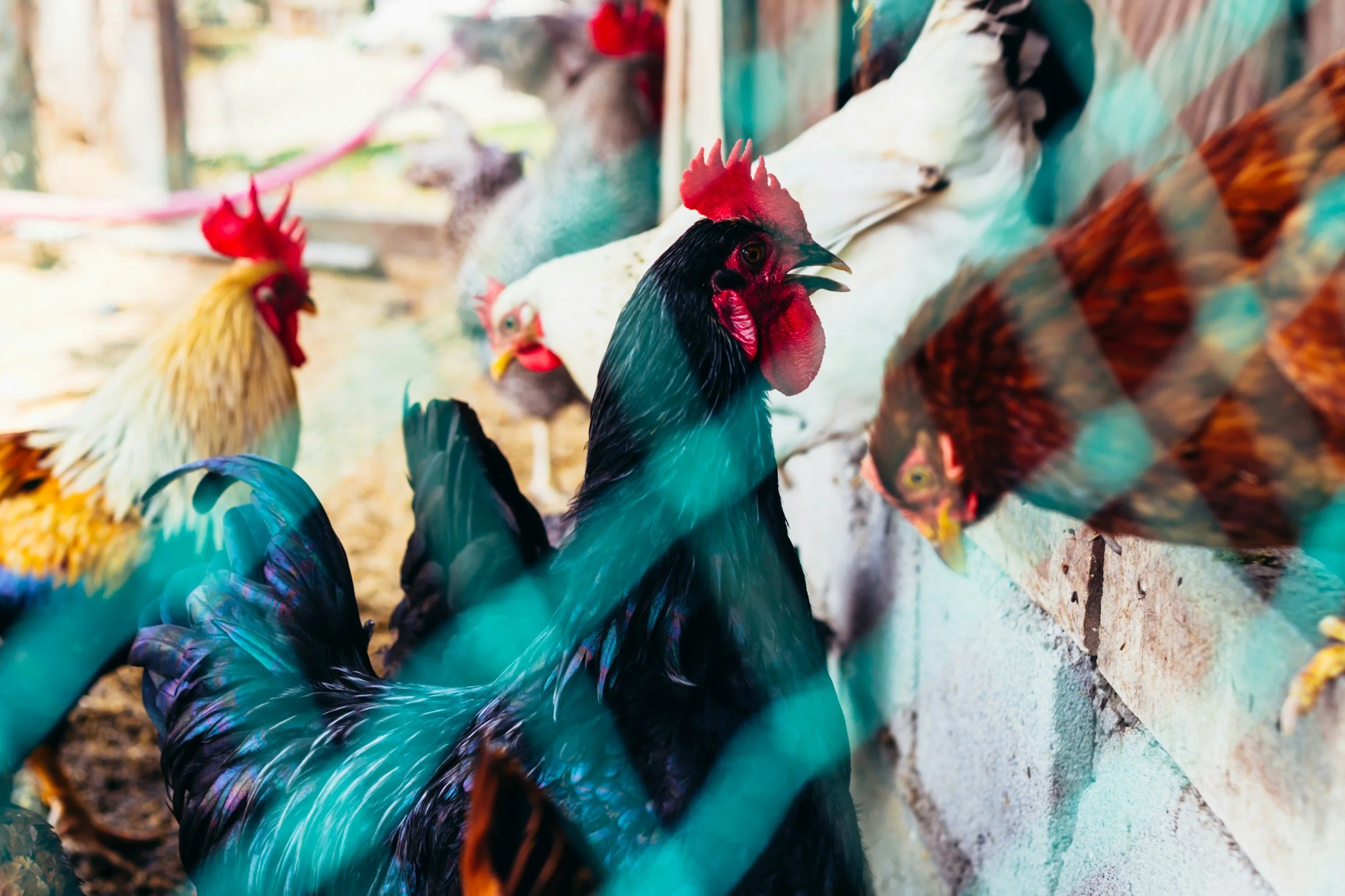 Why Vets Are Saying Enough Is Enough to Ventilation Shutdown During the Avian Flu Crisis