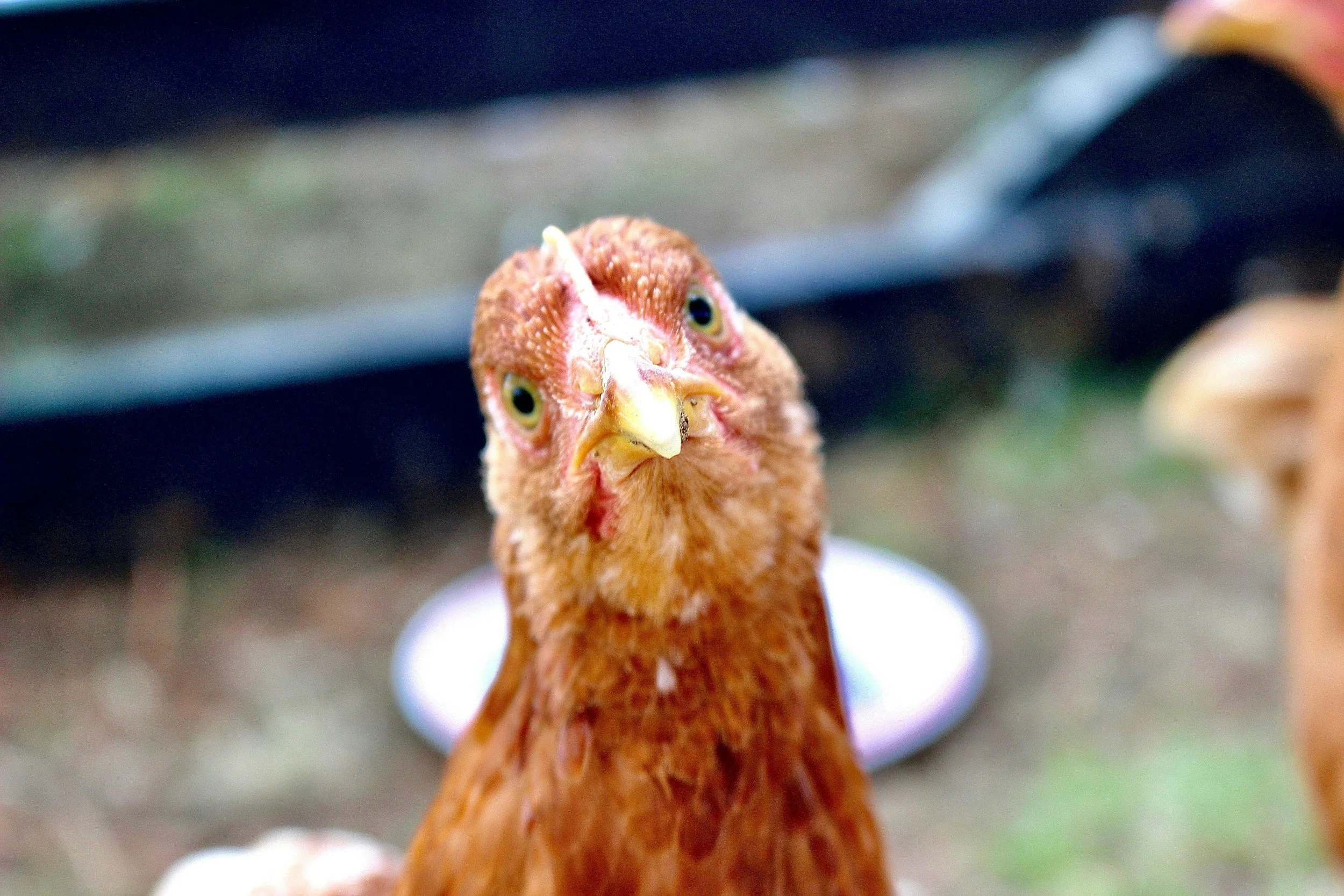 Bird Flu Is Not Slowing Down and Senators Want the USDA to Catch Up