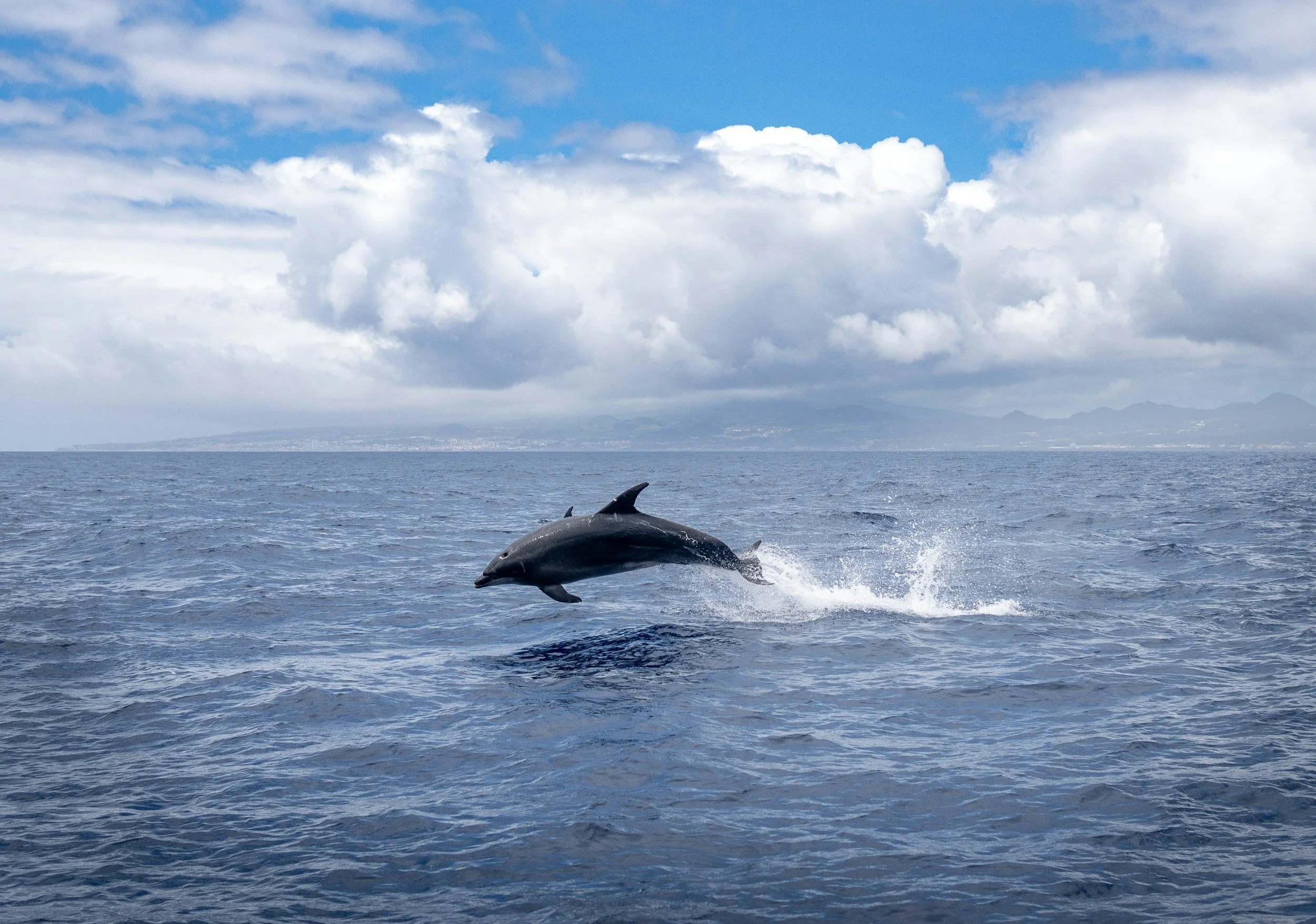 Thermal drone monitoring a promising way to monitor dolphin health