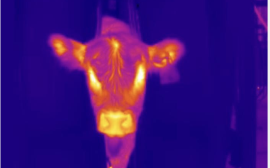 New AI tool can take a cattle’s temperature with only a photo