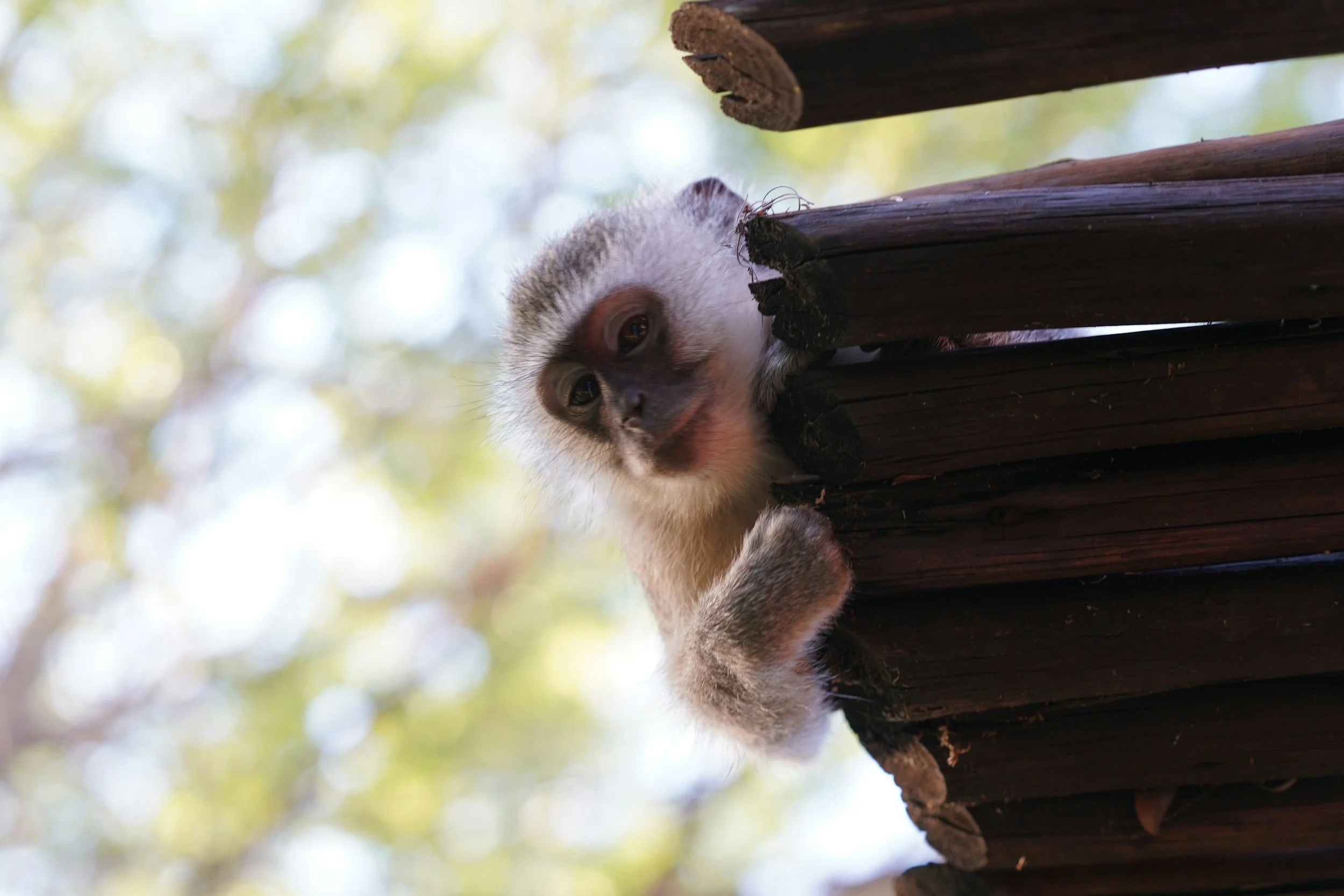 Monkey Business: Multiple Primates on the Loose in a St. Louis Park