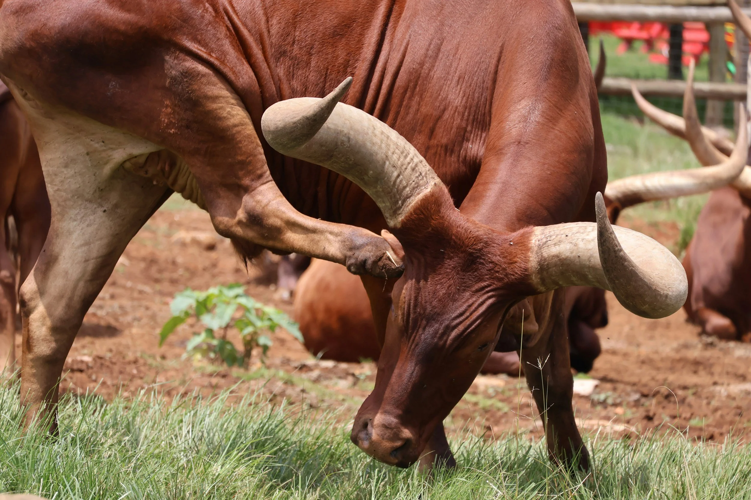 Game Theory Meets Vaccination: Optimizing Scarce Foot-and-Mouth Disease Resources