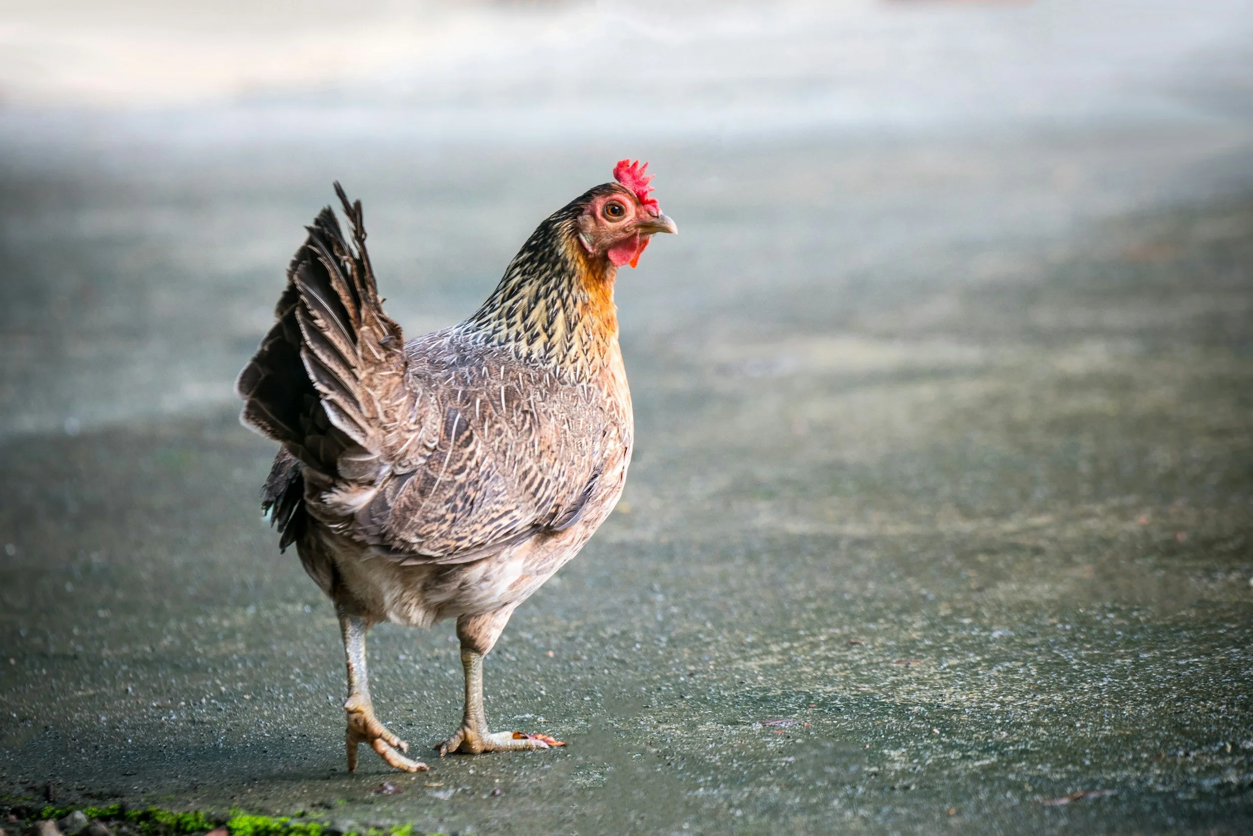 Veterinarians Are Saying Enough Is Enough as Avian Flu Exposes a Dark Side of Poultry Depopulation