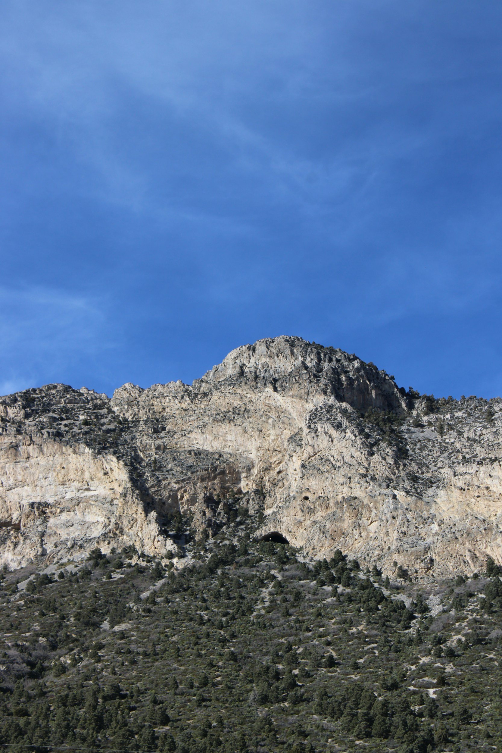 5 Wildlife Experiences Every Conservation-Minded Vet Should Have at WVC Vegas 2026