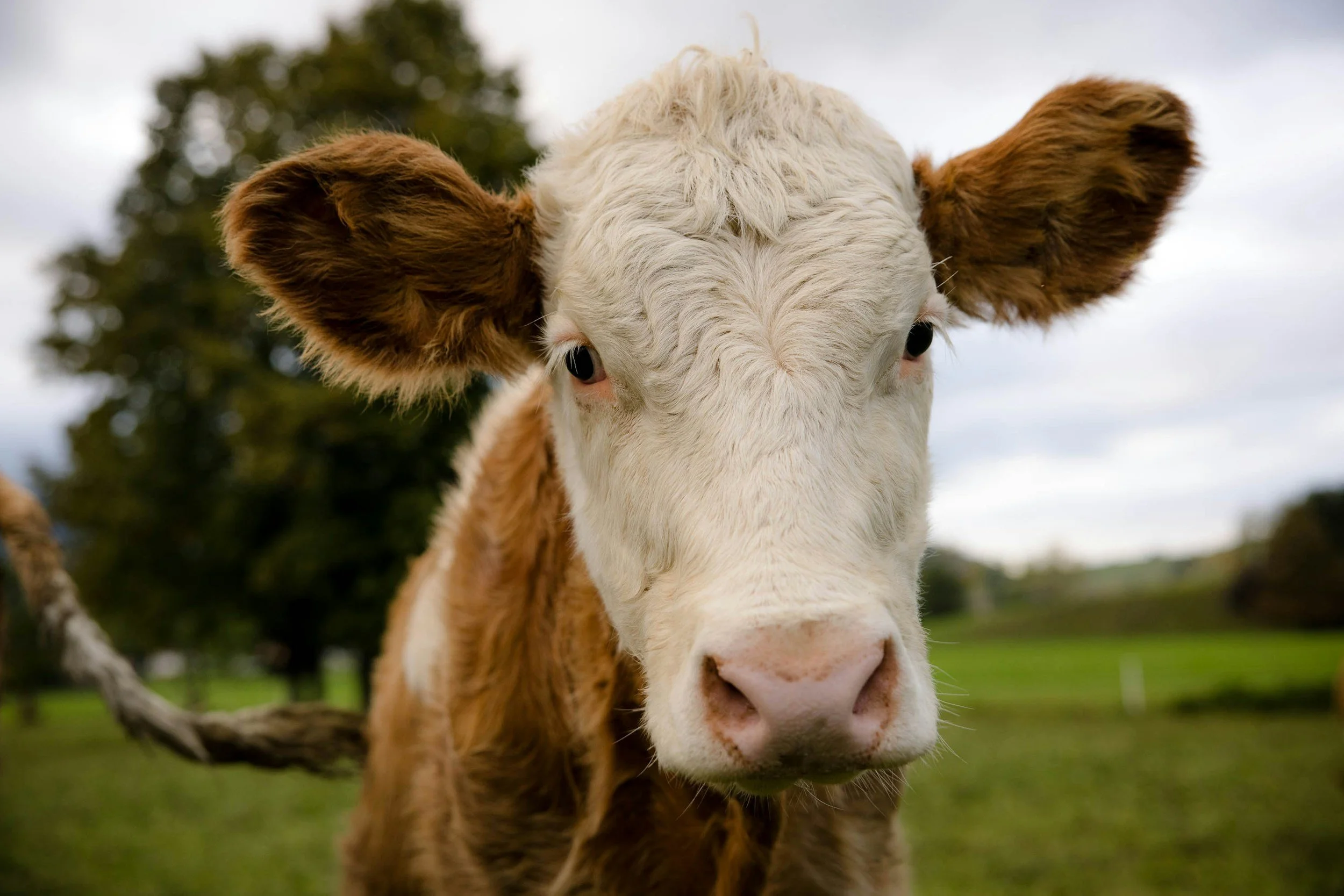 This Cow Just Changed What We Know About Livestock Intelligence