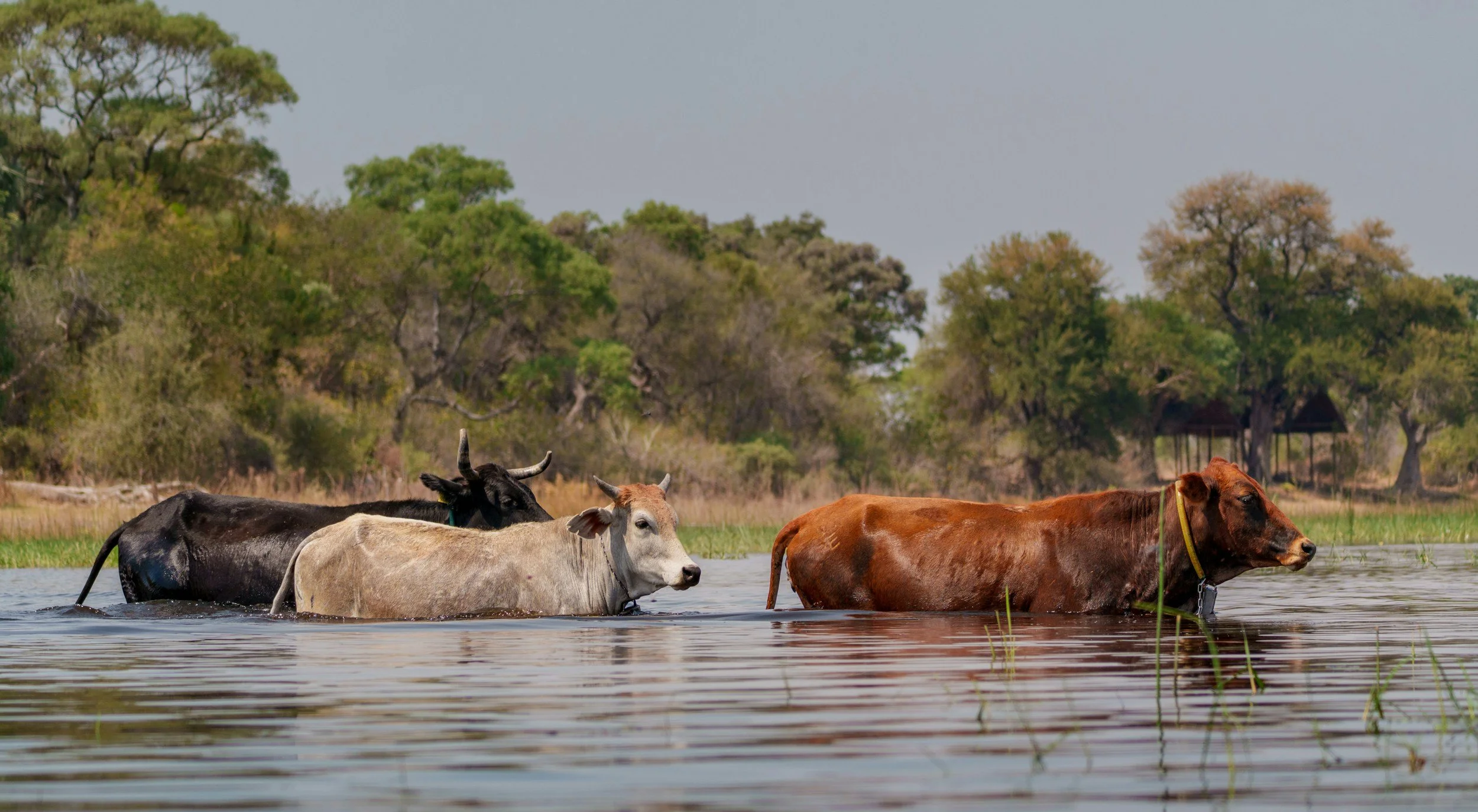 Texas A&amp;M research team identifies species of brucellosis-causing bacteria in Cameroon