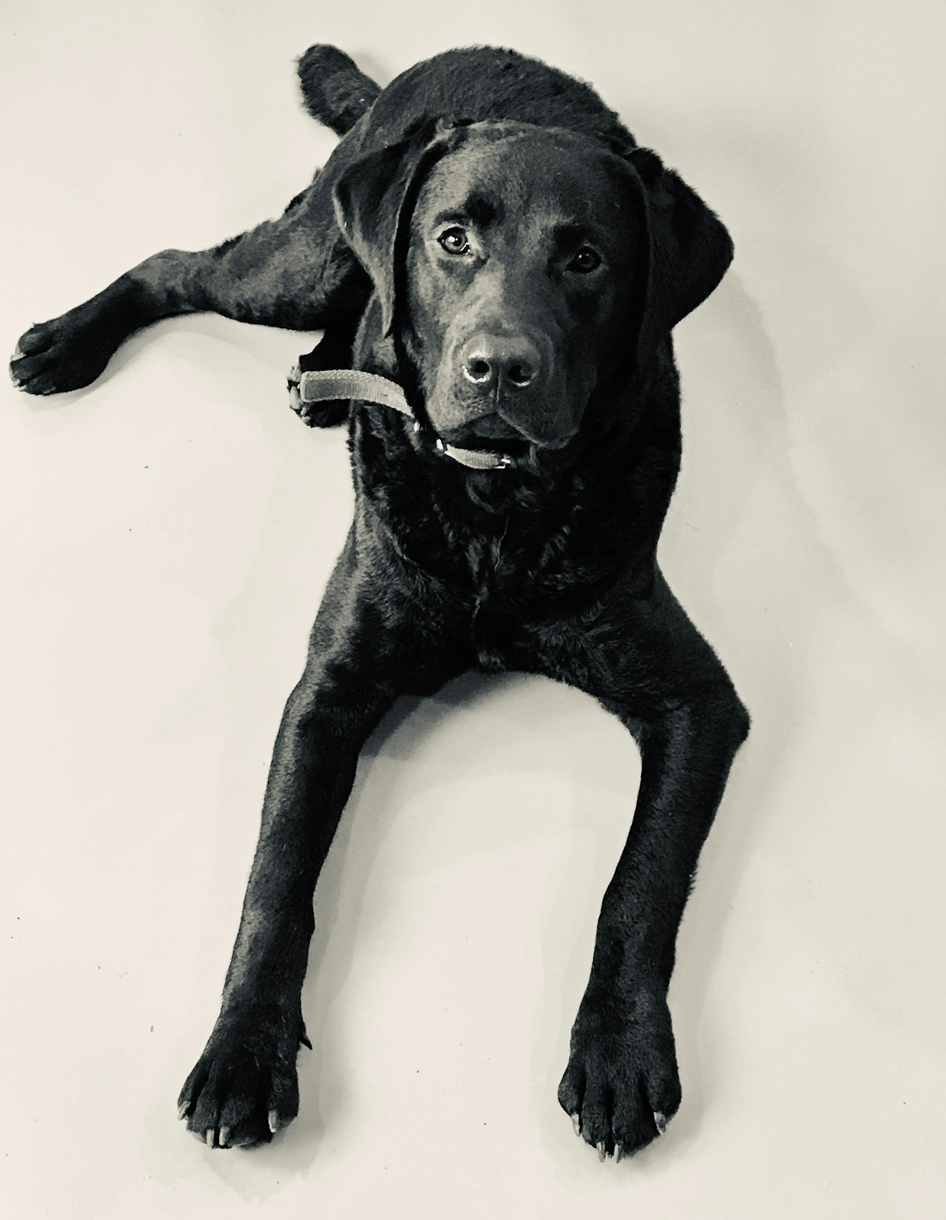 Coronoid Process Sclerosis: A Heritable Marker to Reduce Elbow Disease in Labradors