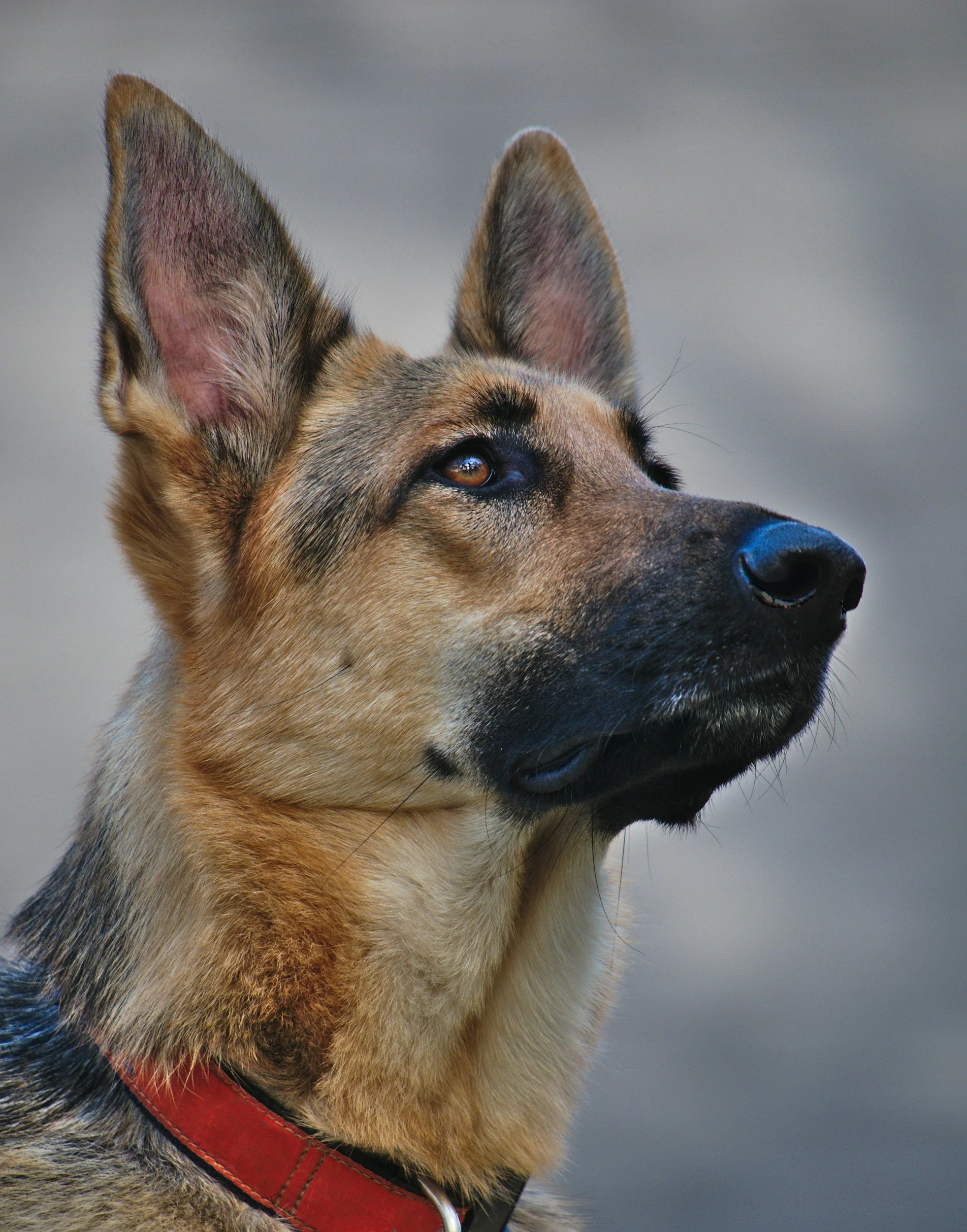 Rare Fungal Infection Mimics Bone Cancer in German Shepherd Dog