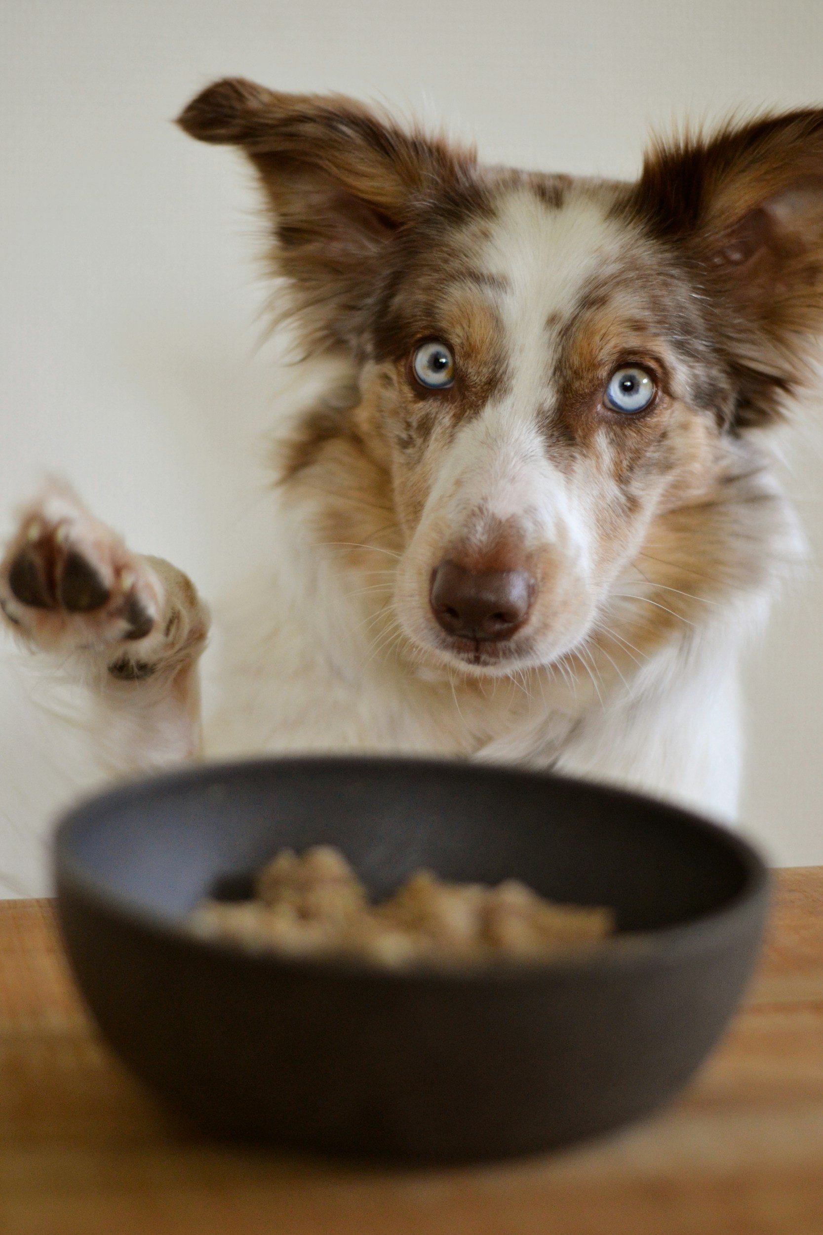 FDA Alert: Multiple Harmful Bacteria Found in Raaw Energy Dog Food