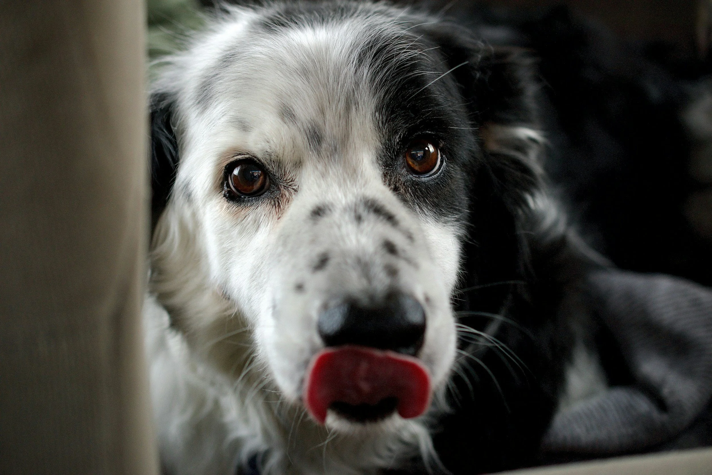 Dog behavioral traits are linked with salivary hormone cortisol and neurotransmitter serotonin
