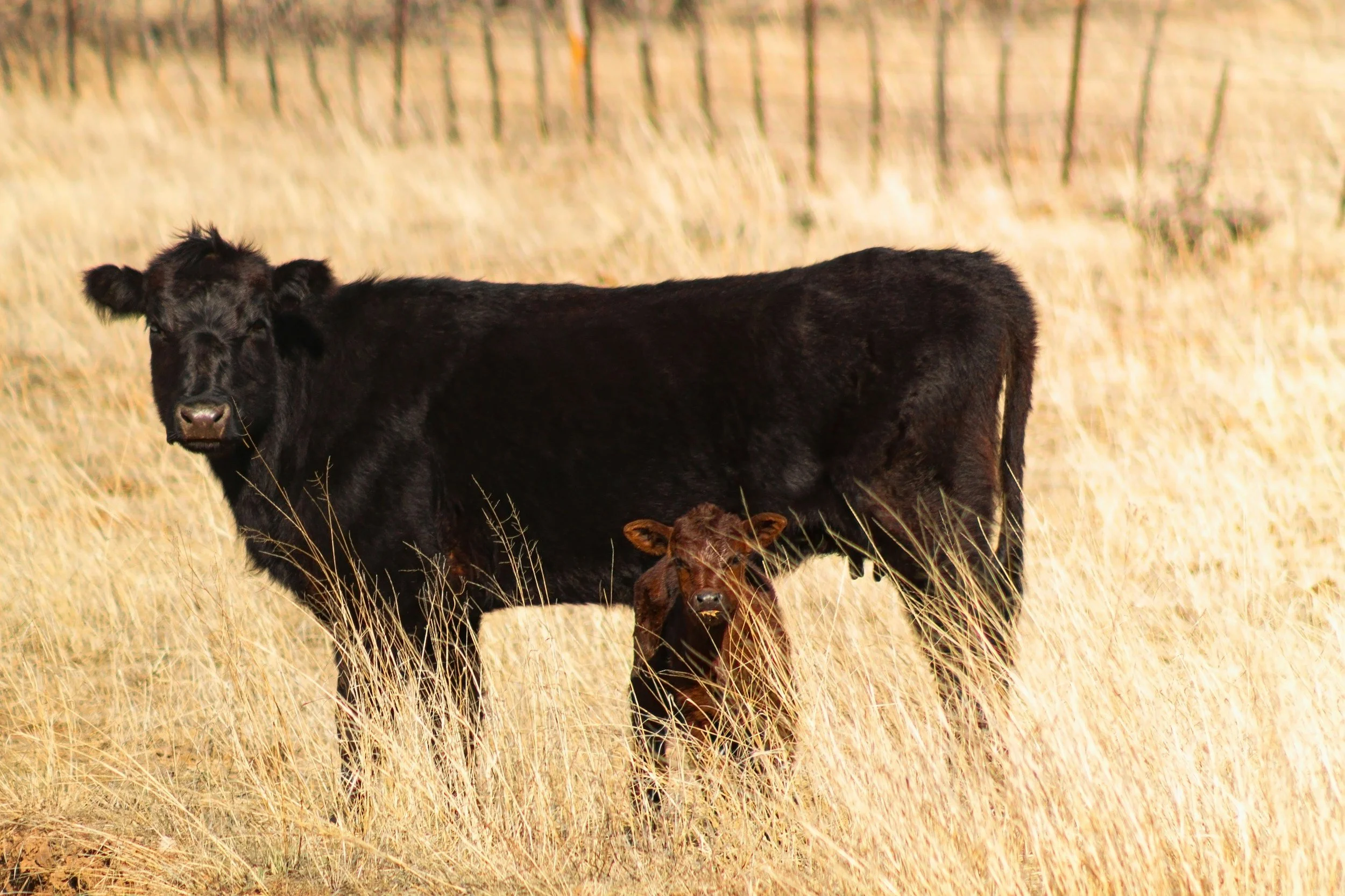 FDA Issues Emergency Use Authorization for Over-the-Counter Injectable Drug to Prevent New World Screwworm in Cattle