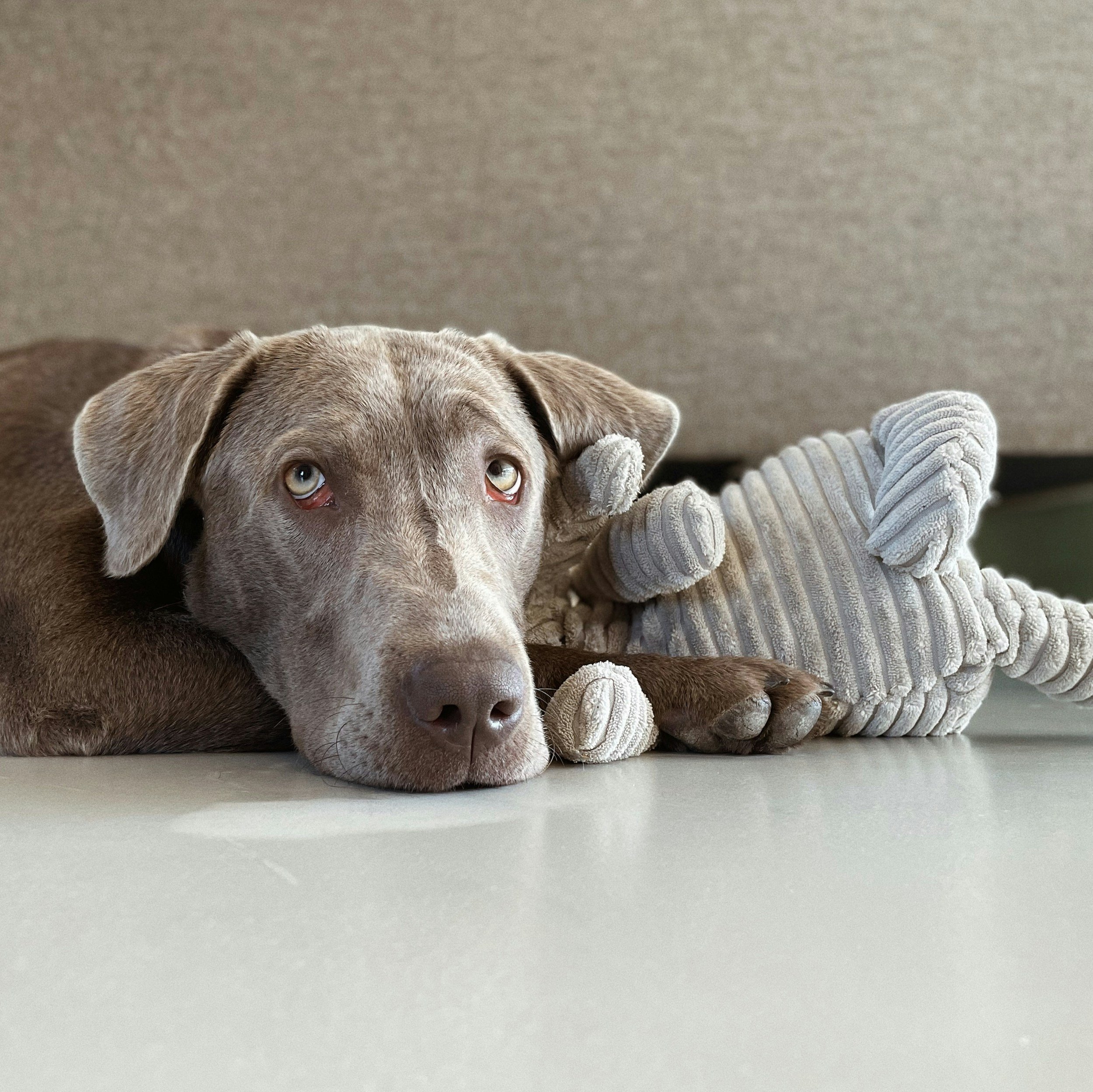 Canine cancer survivor may help children next