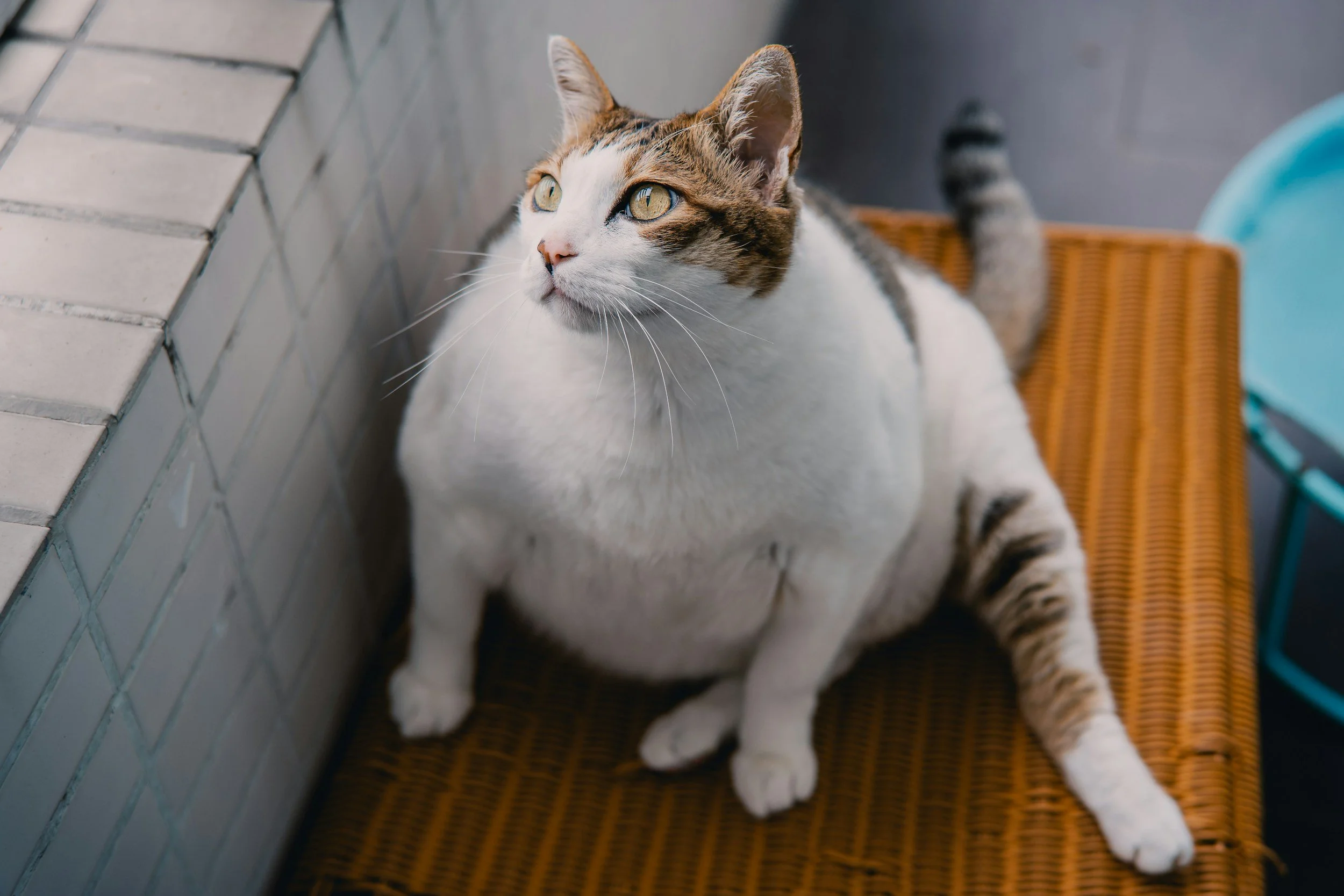 From house cats to hourglass: UF tests Ozempic-style implant on cats
