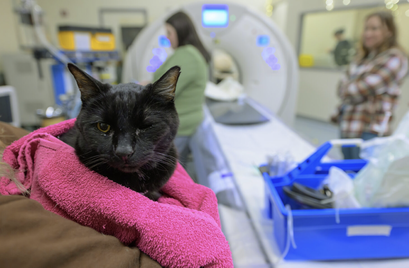 New CT scanner at WSU to Benefit Pets Throughout the Northwest