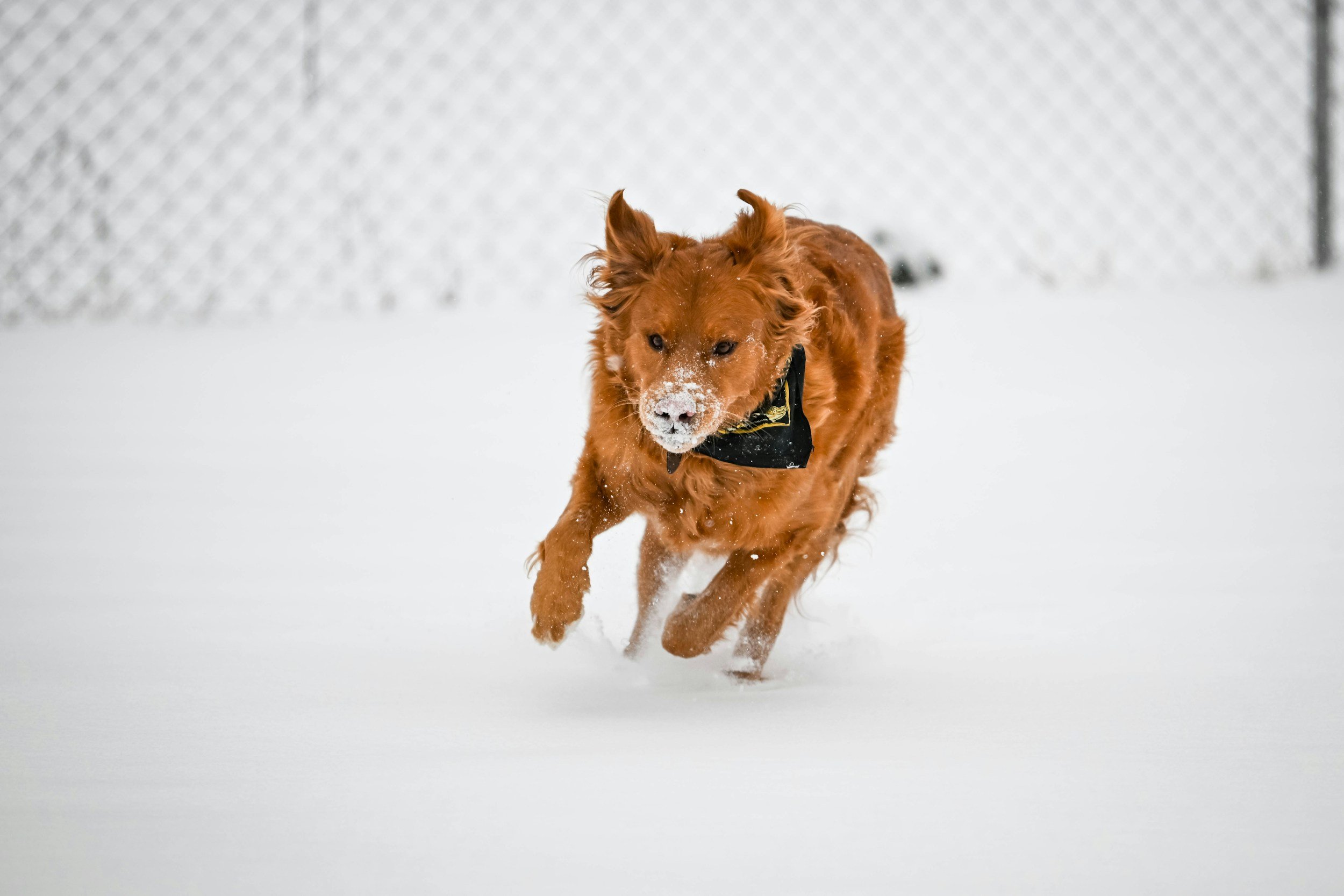 FDA Approves NUMELVI™ (atinvicitinib tablets) for Dogs   