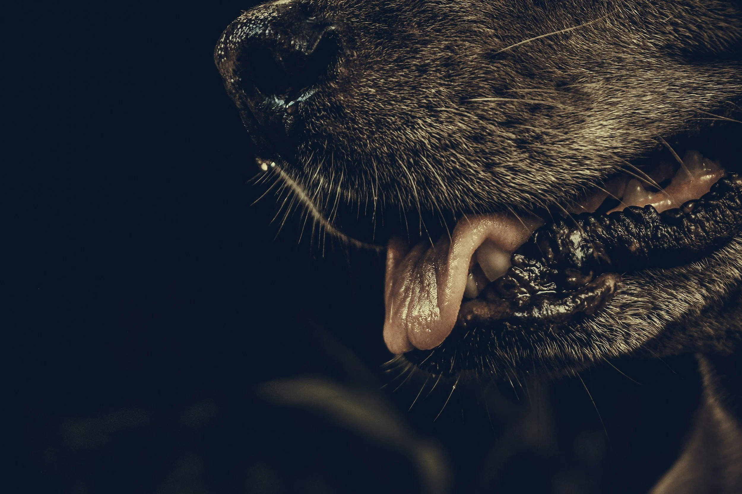 Proposal Aims to Loosen Rabies Vaccine Requirements in New Hampshire