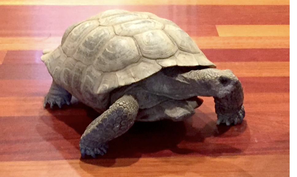 The Tortoise That Needed a Surgeon and the Team That Figured It Out