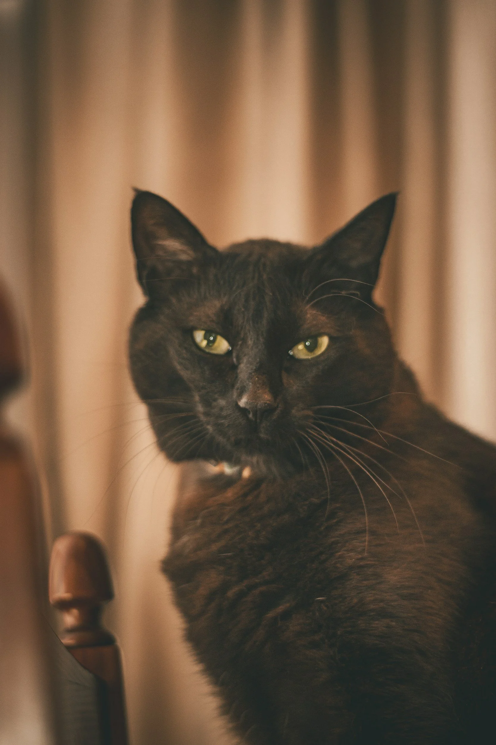 Cats Are Not Broken, Science Just Figured Out Why They Are Like That