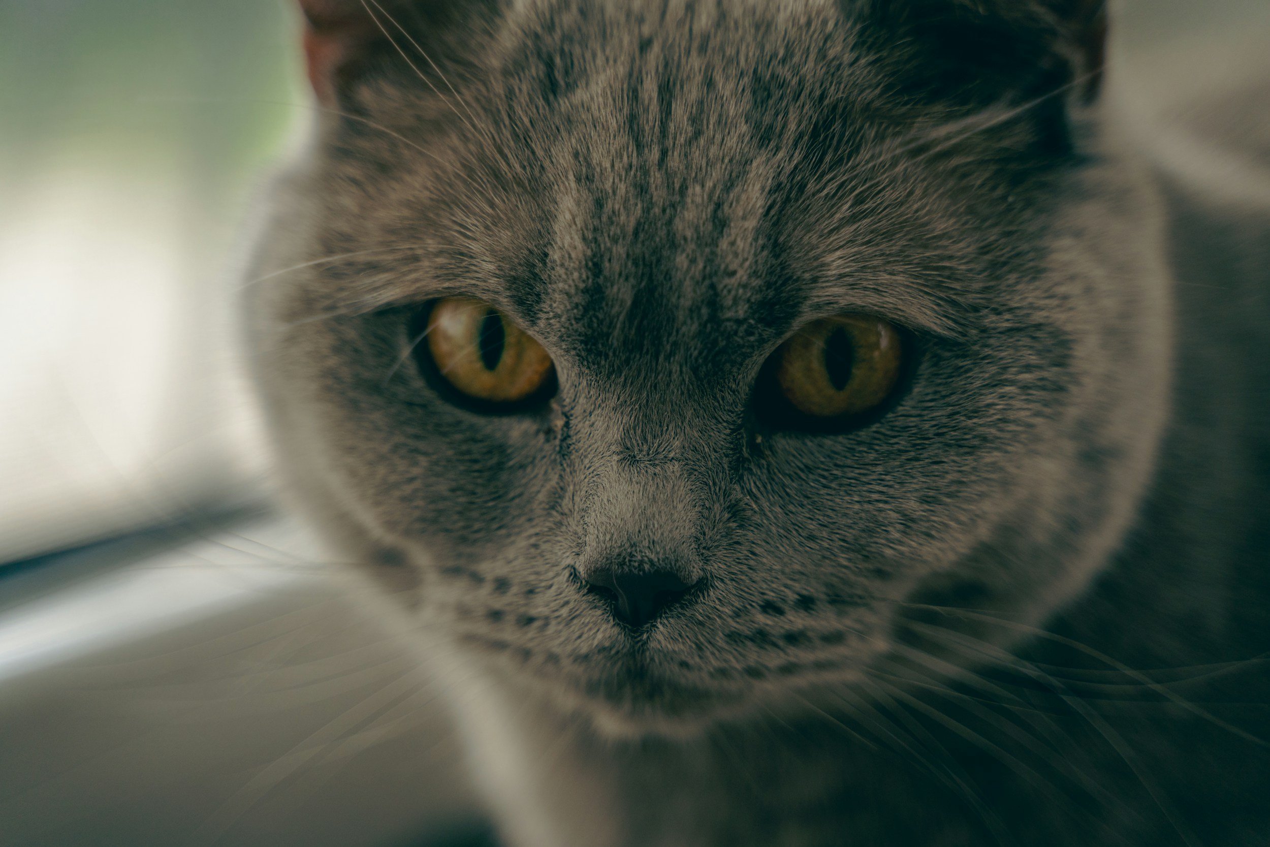 What Cats Are Teaching Us About Cancer 