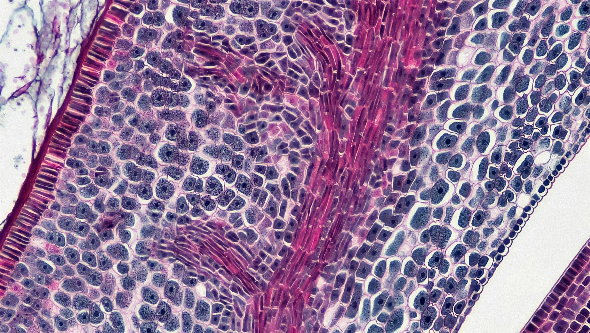 You Don't Have to Pay a Fortune to Analyze Pathology Images. Dr. Aleks Zuraw Has 8 Free Tools That Prove It.