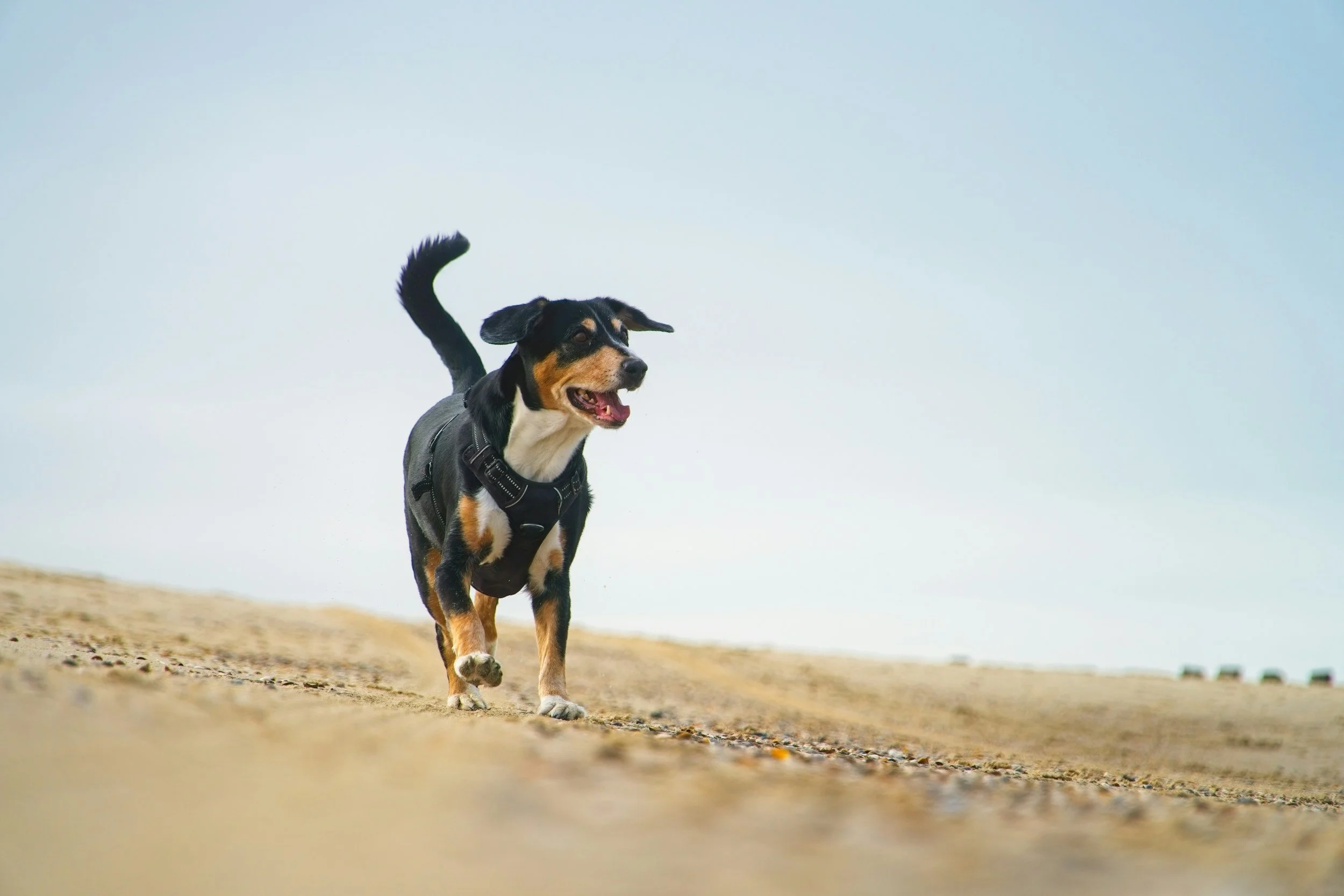 One Sand Fly. One Test. Three Answers. This New PCR Technique Just Changed How We Track Leishmaniasis.