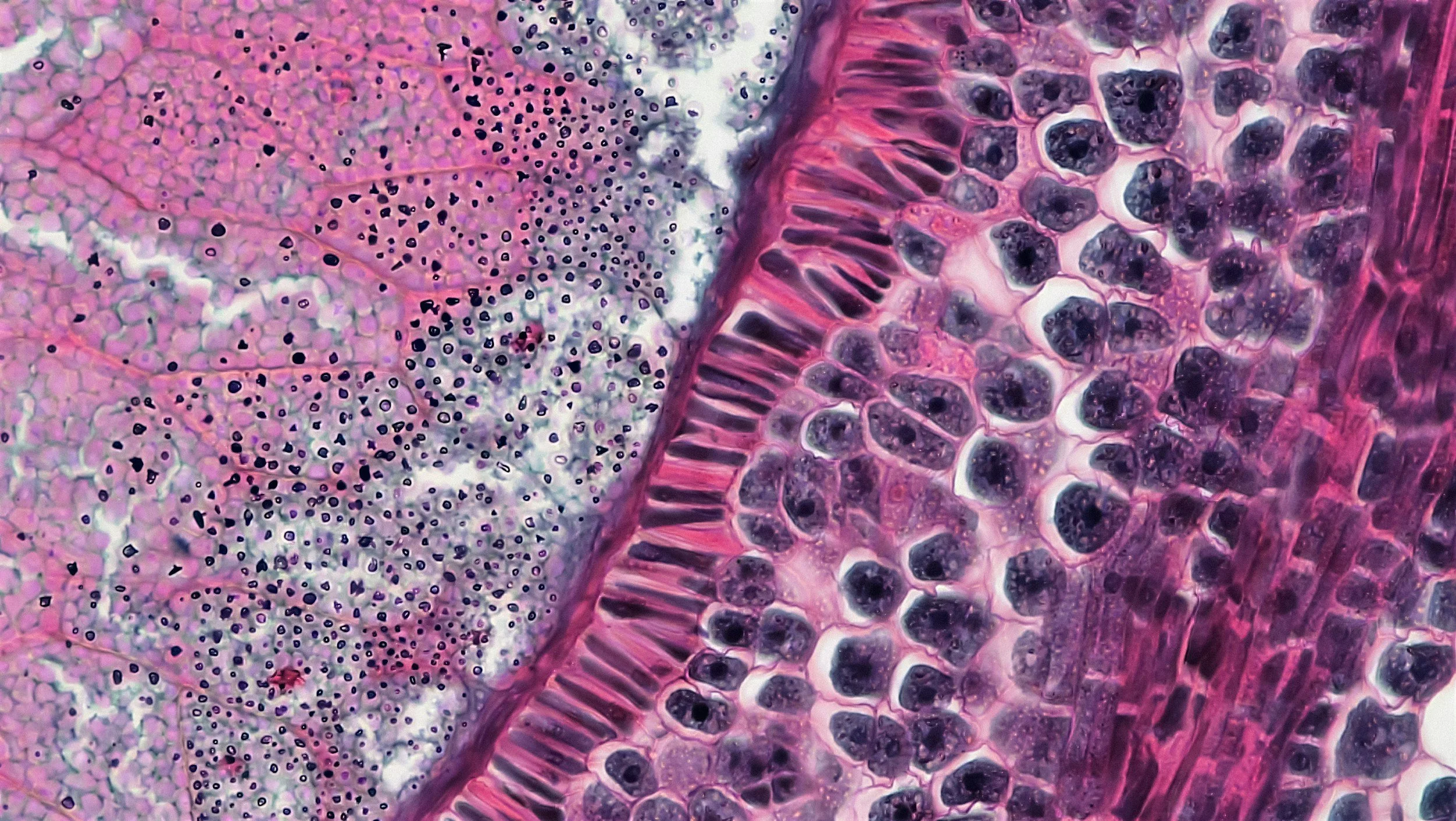 The One Question to Ask Yourself About Every Histology Slide