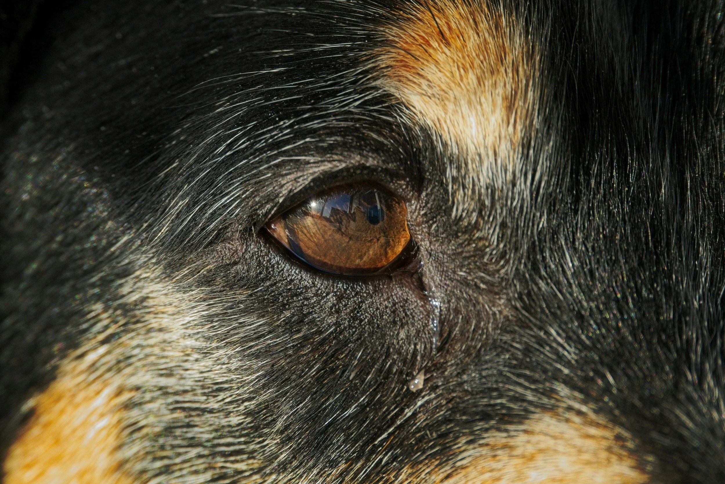 The Anatomy of the Eye
