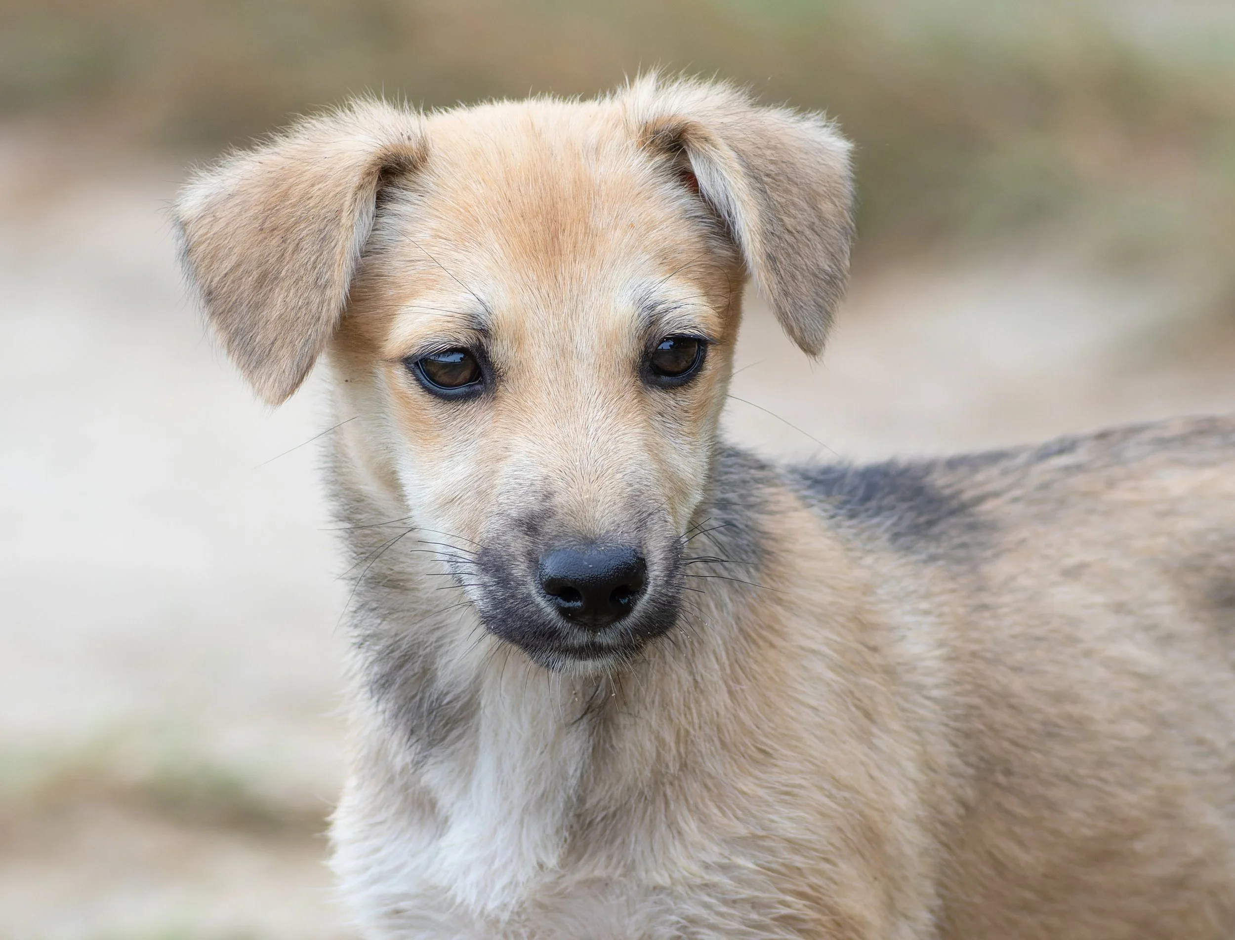 Novel research reveals the active role that skin cells play in rabies infection