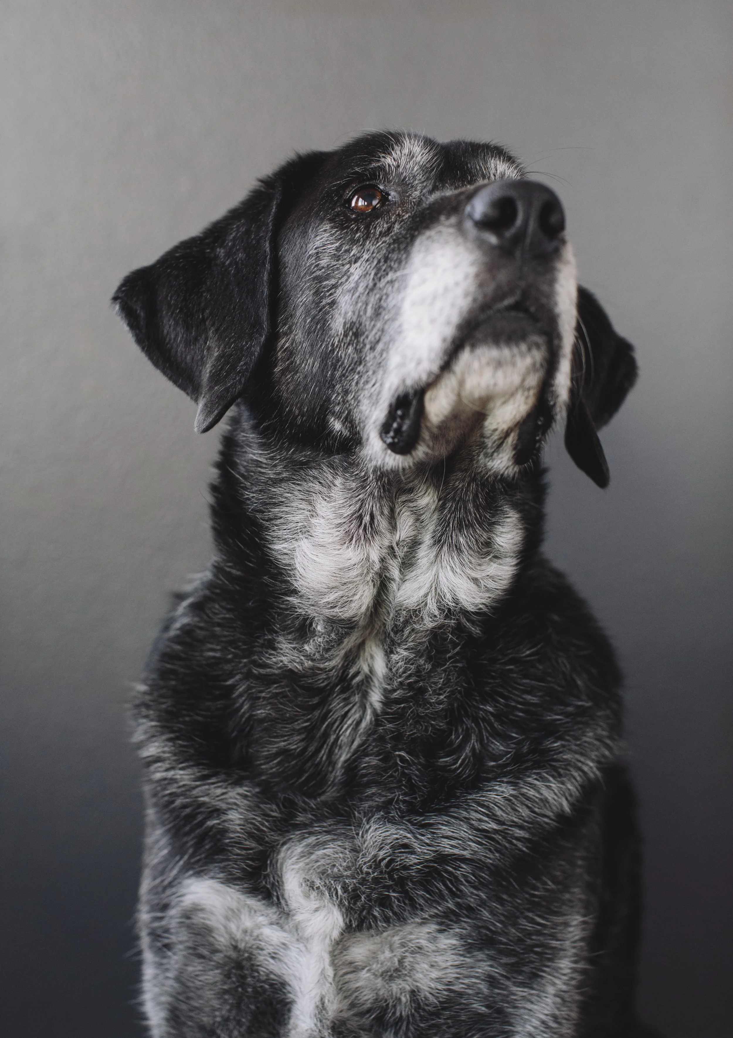 Your Senior Dog Patient Might Have Dementia. Here Is How to Actually Diagnose It.