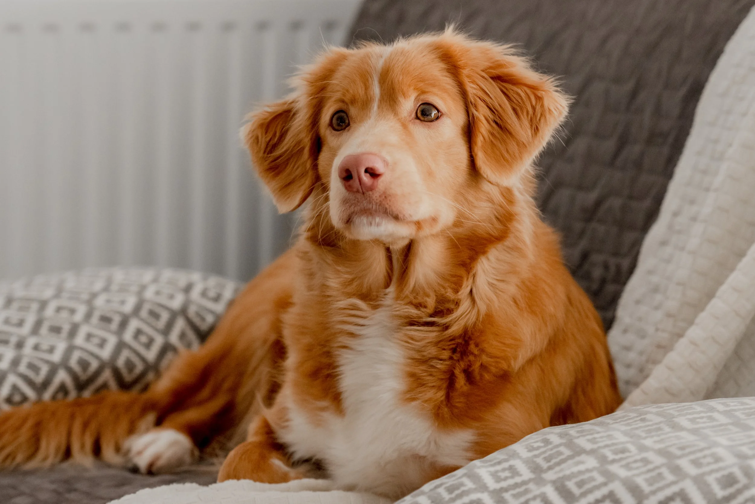 Scientists Just Found the Gene Behind Addison's Disease in Nova Scotia Duck Tolling Retrievers