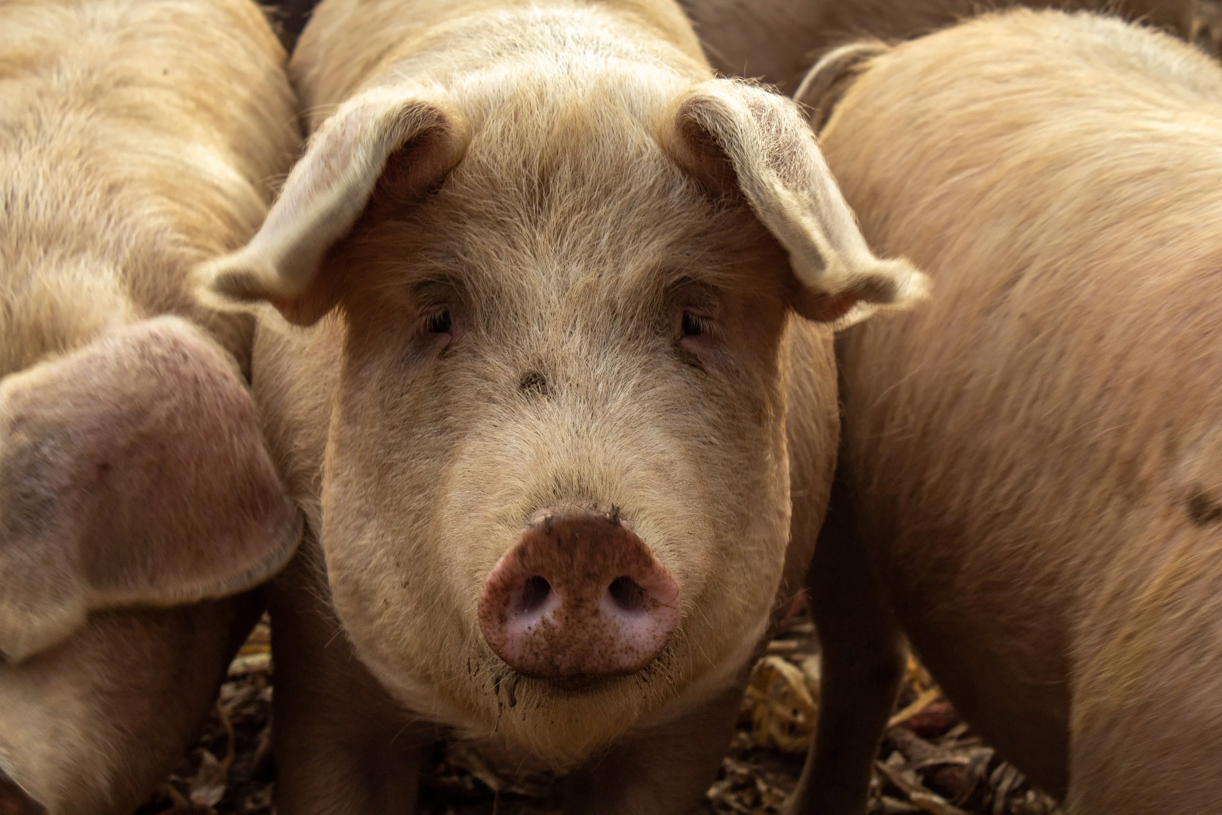 African swine fever is quietly spreading across Nepal's pig sector