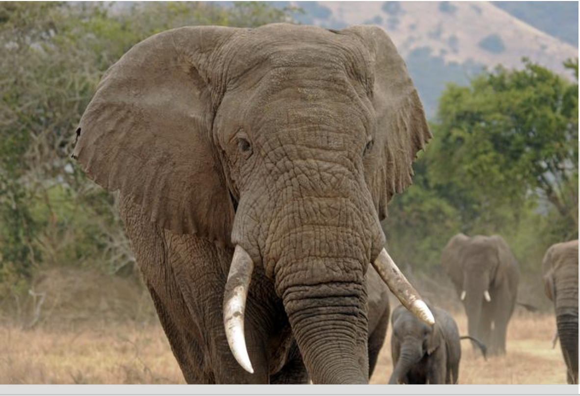 Elephant genomes reveal a past of continental connectivity and a future of increasing isolation