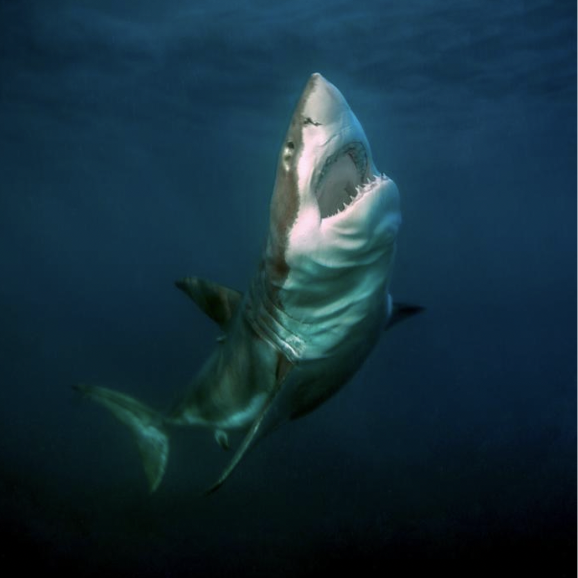 Warm-bodied sharks and tunas face “double jeopardy” in warming seas – new research