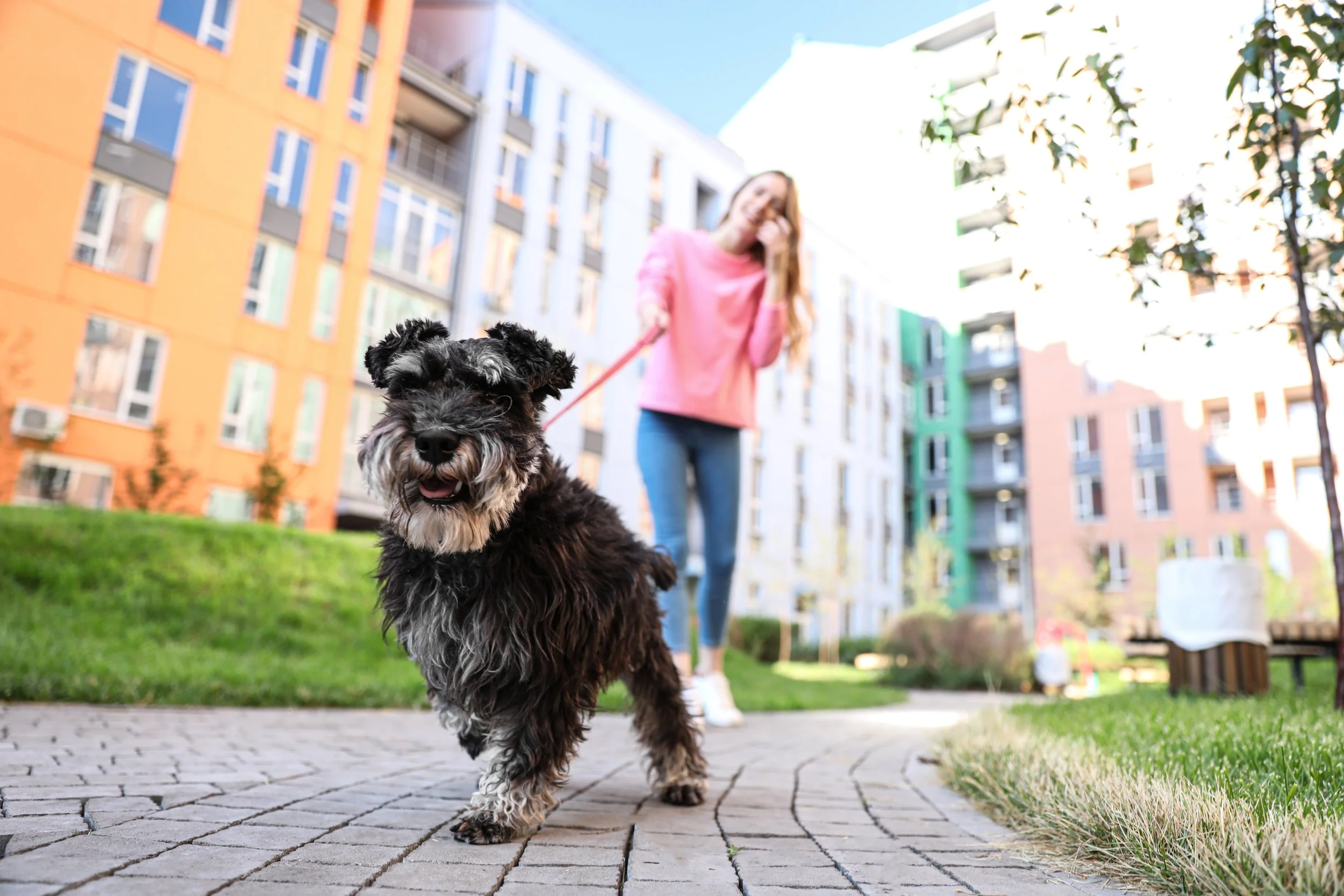 Mars Just Built a Dog Park in Downtown Nashville. Here Is Why That Actually Matters.
