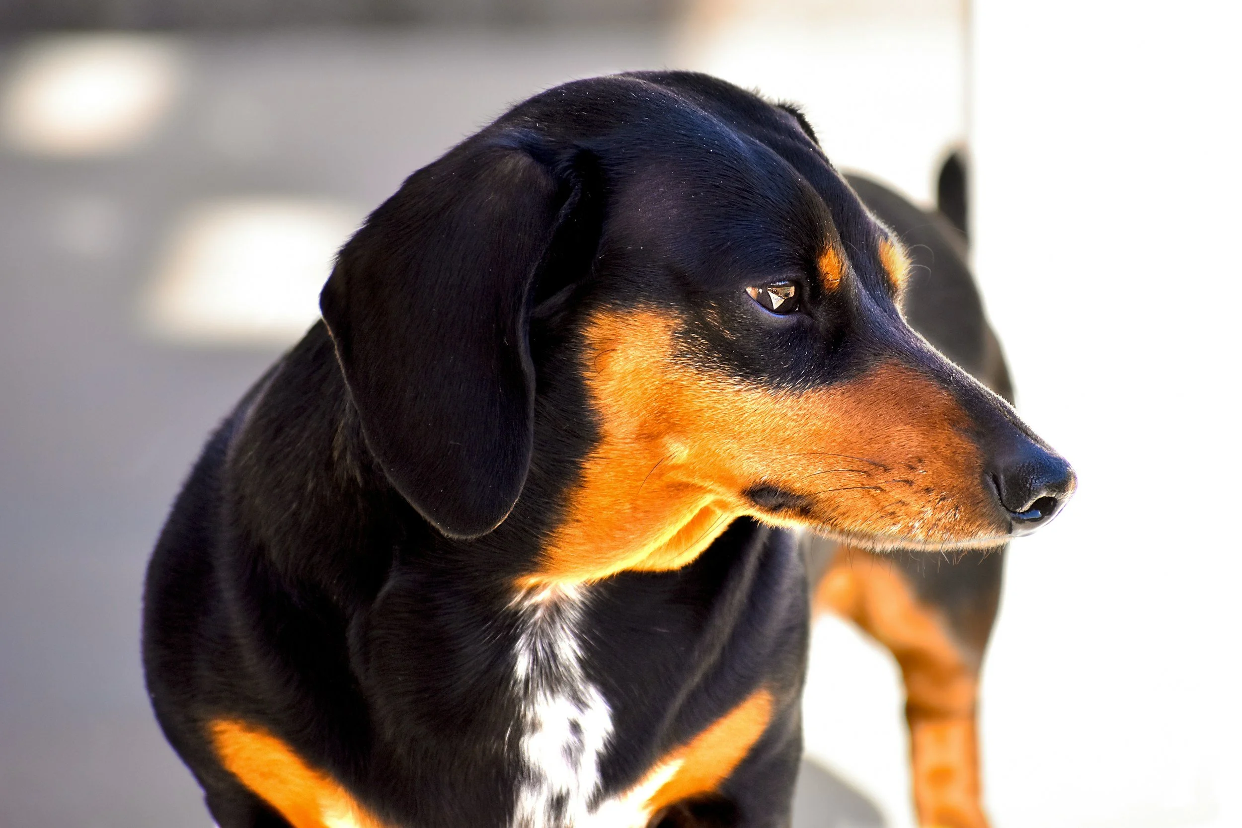 The Dachshund Connection: How a Canine Genetic Disorder Is Changing the Future for Kids with Tay-Sachs