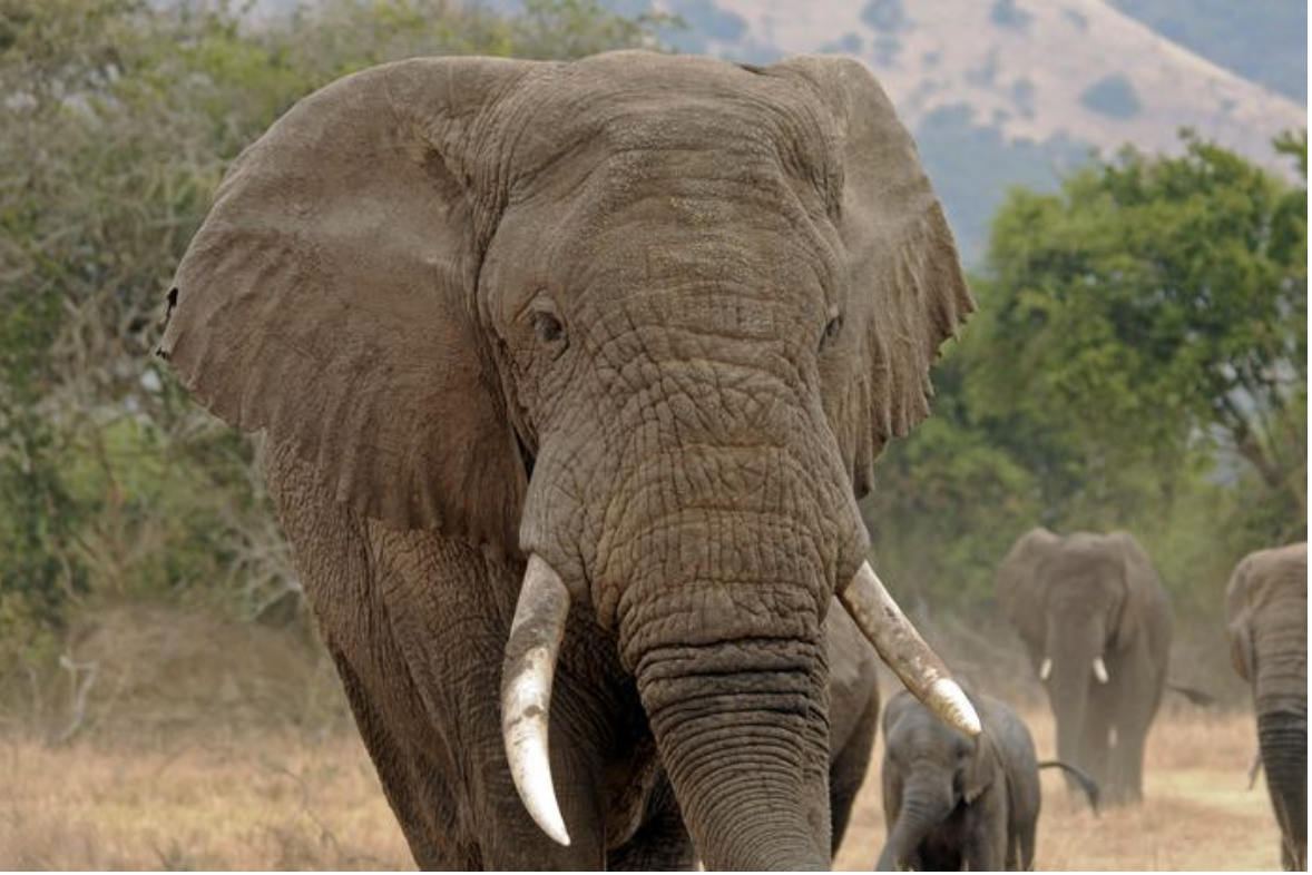 Elephant genomes reveal a past of continental connectivity and a future of increasing isolation