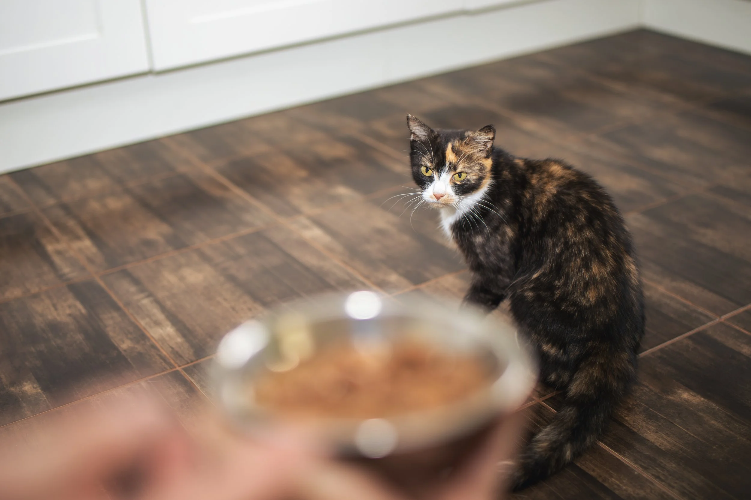 Why cats stop eating? It’s not just fullness