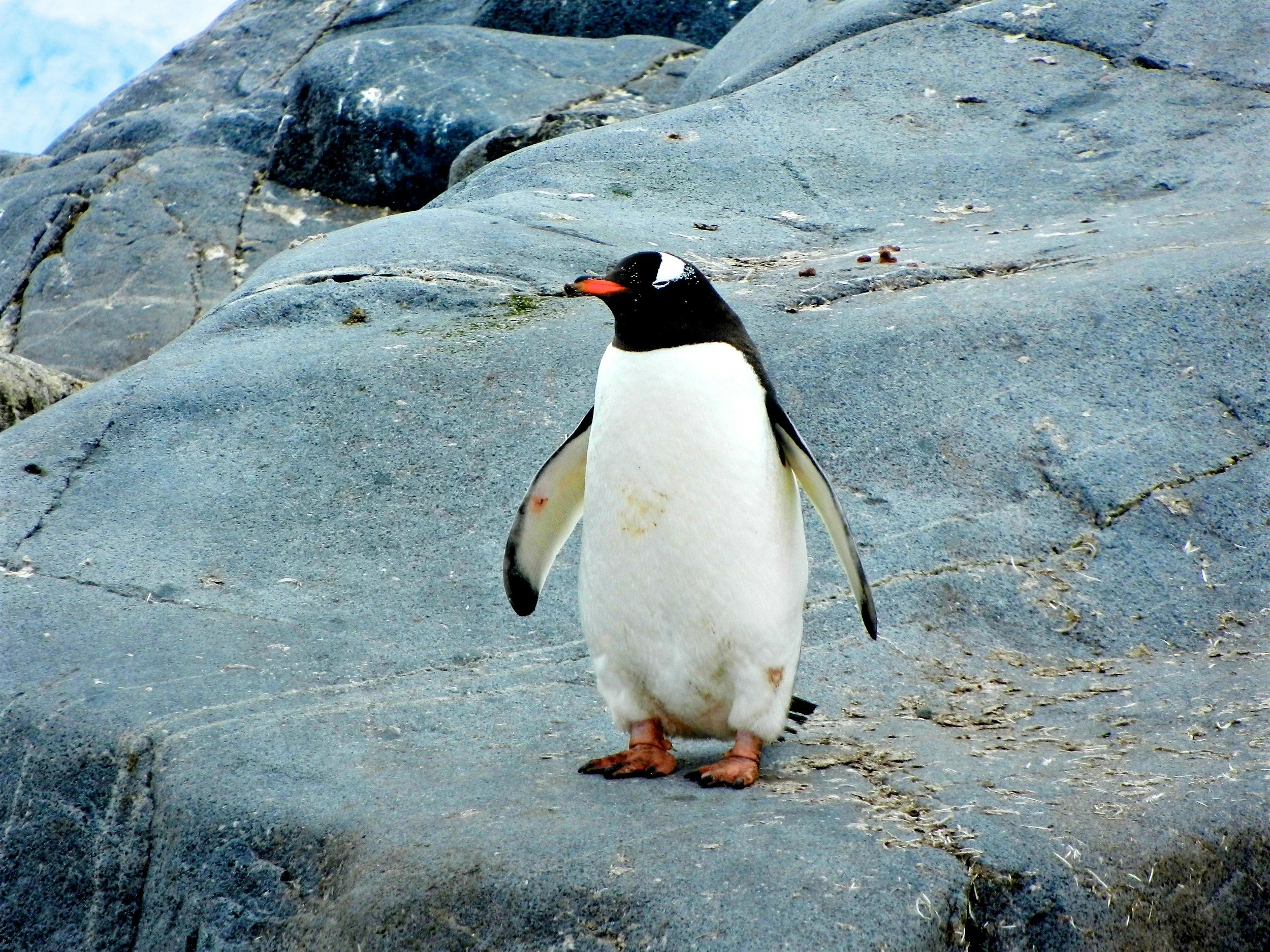 Scientists reveal the secrets behind the penguin waddle and underwater “flight”